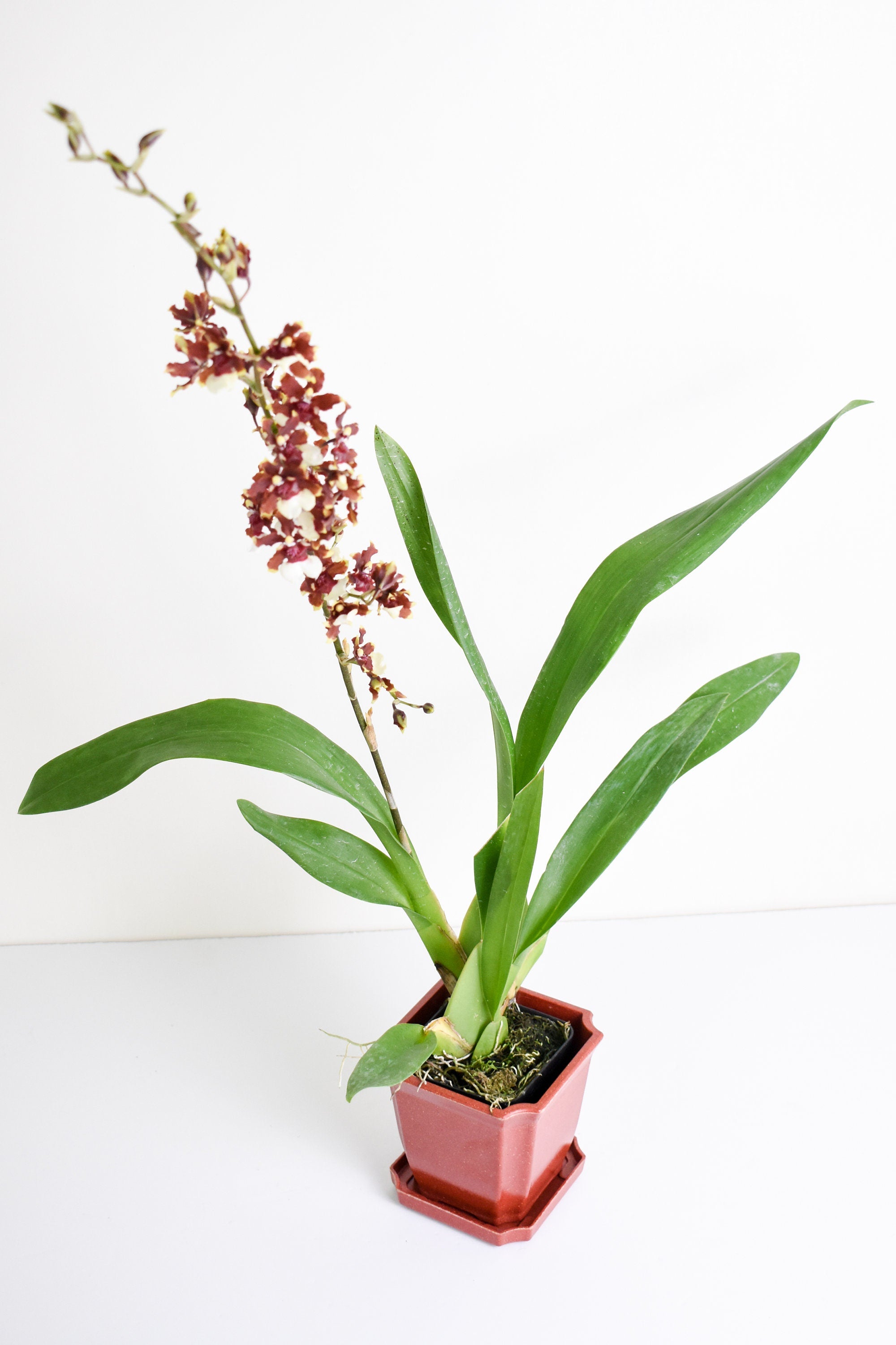 Fragrant Oncidium Aka Baby 'Raspberry Chocolate' IN SPIKE