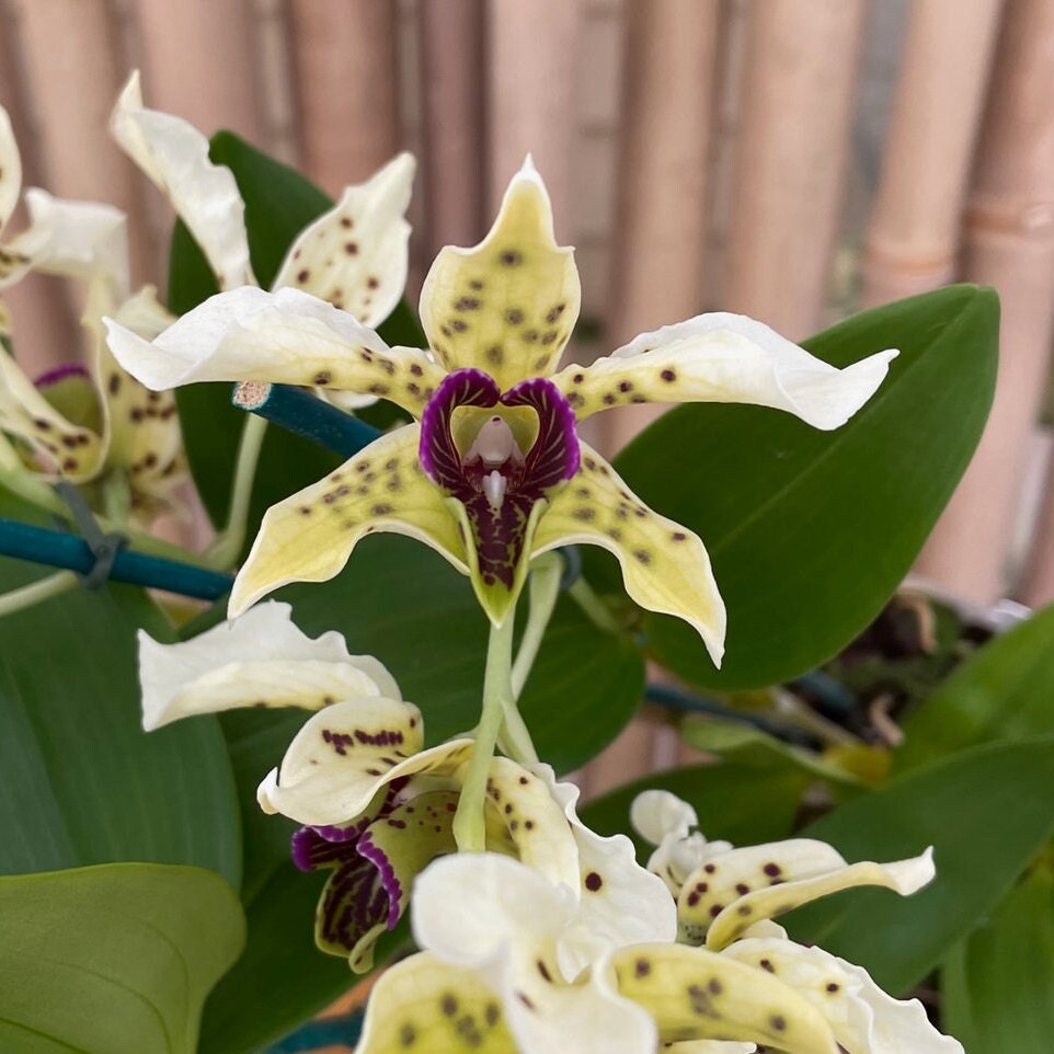 Fragrant Dendrobium Little Norman IN SPIKE