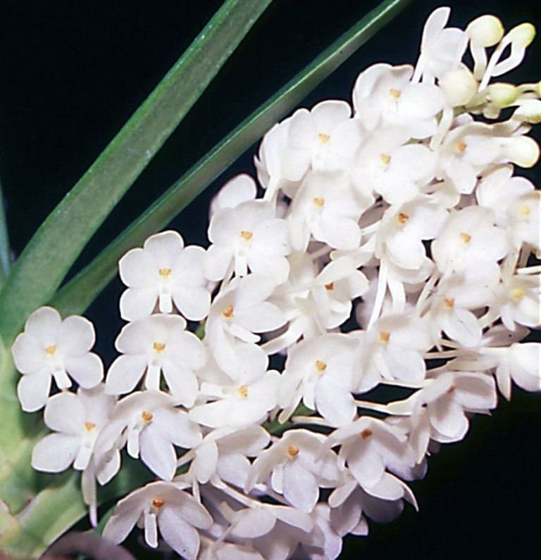 Species Vanda ampullacea v alba