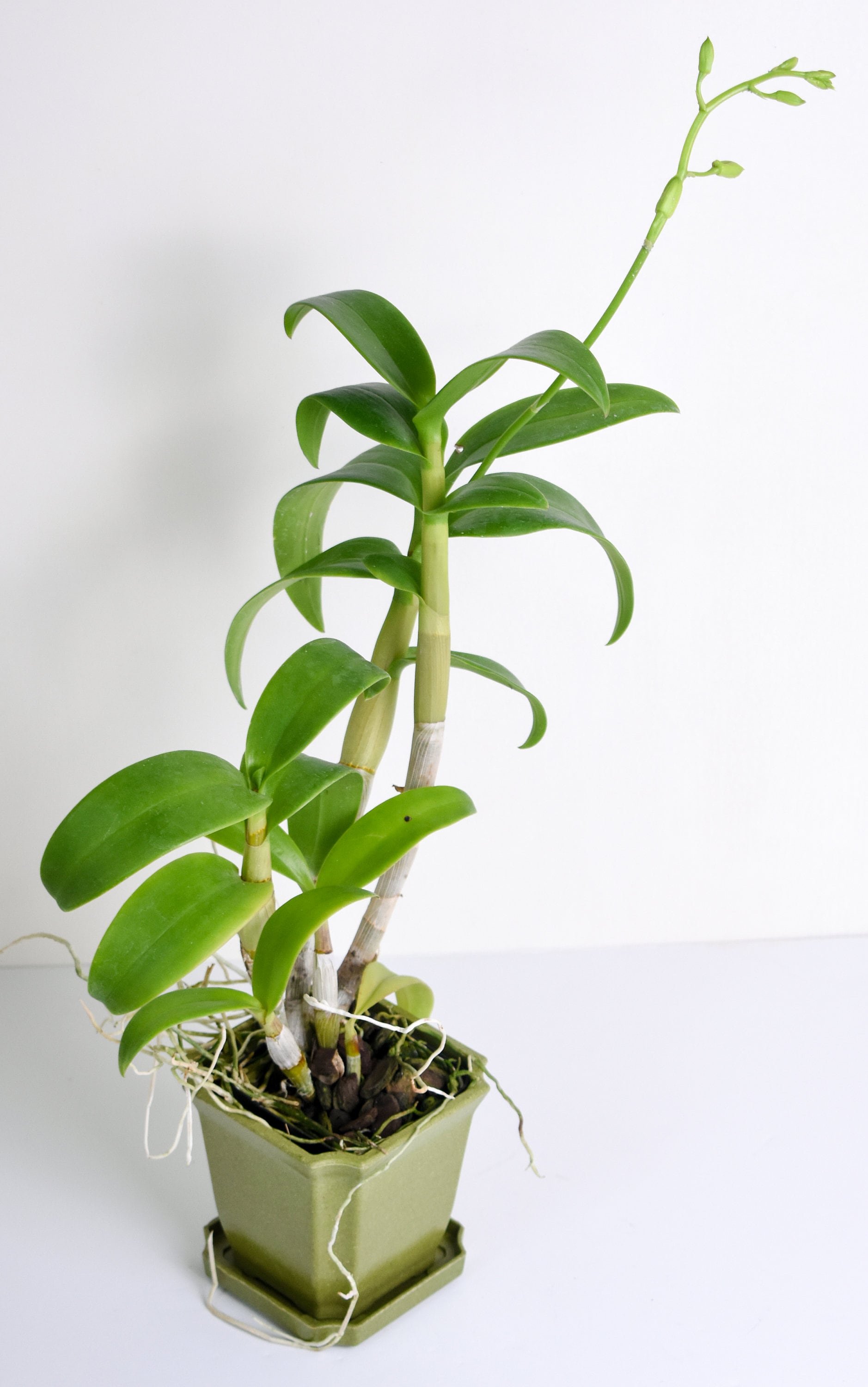 Dendrobium Aridang Green IN SPIKE