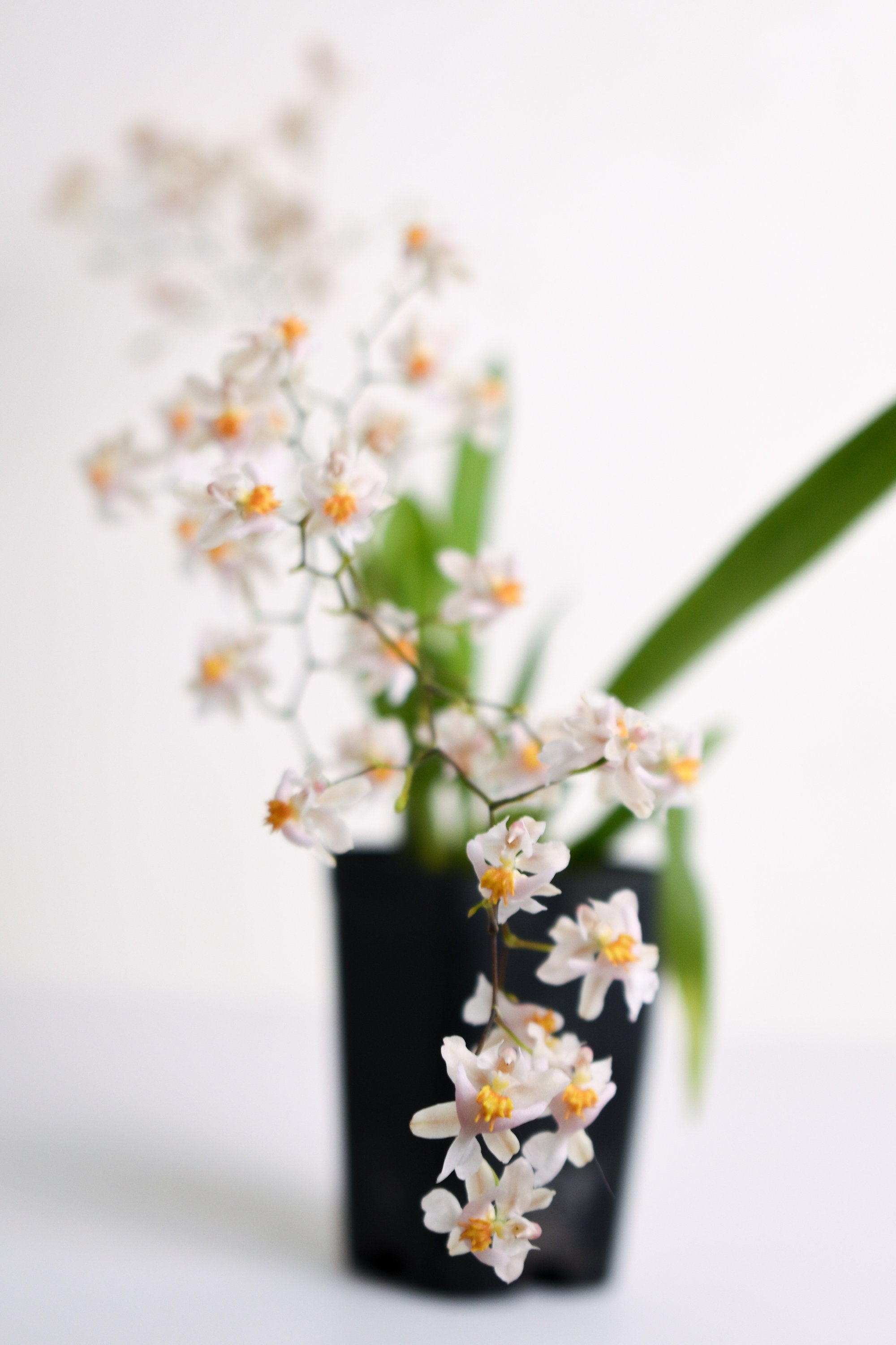 Fragrant Oncidium Tsiku Marguerite