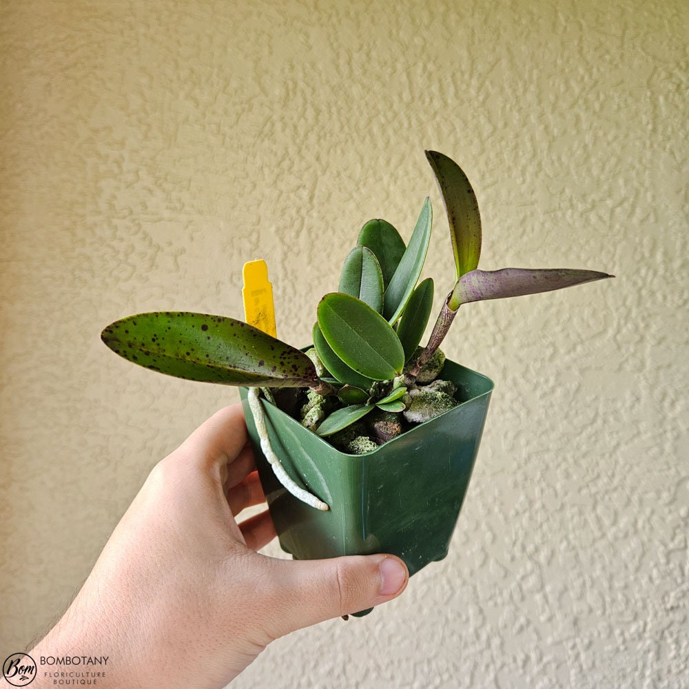 Fragrant Mottled Leaf Cattleya Peckaviensis