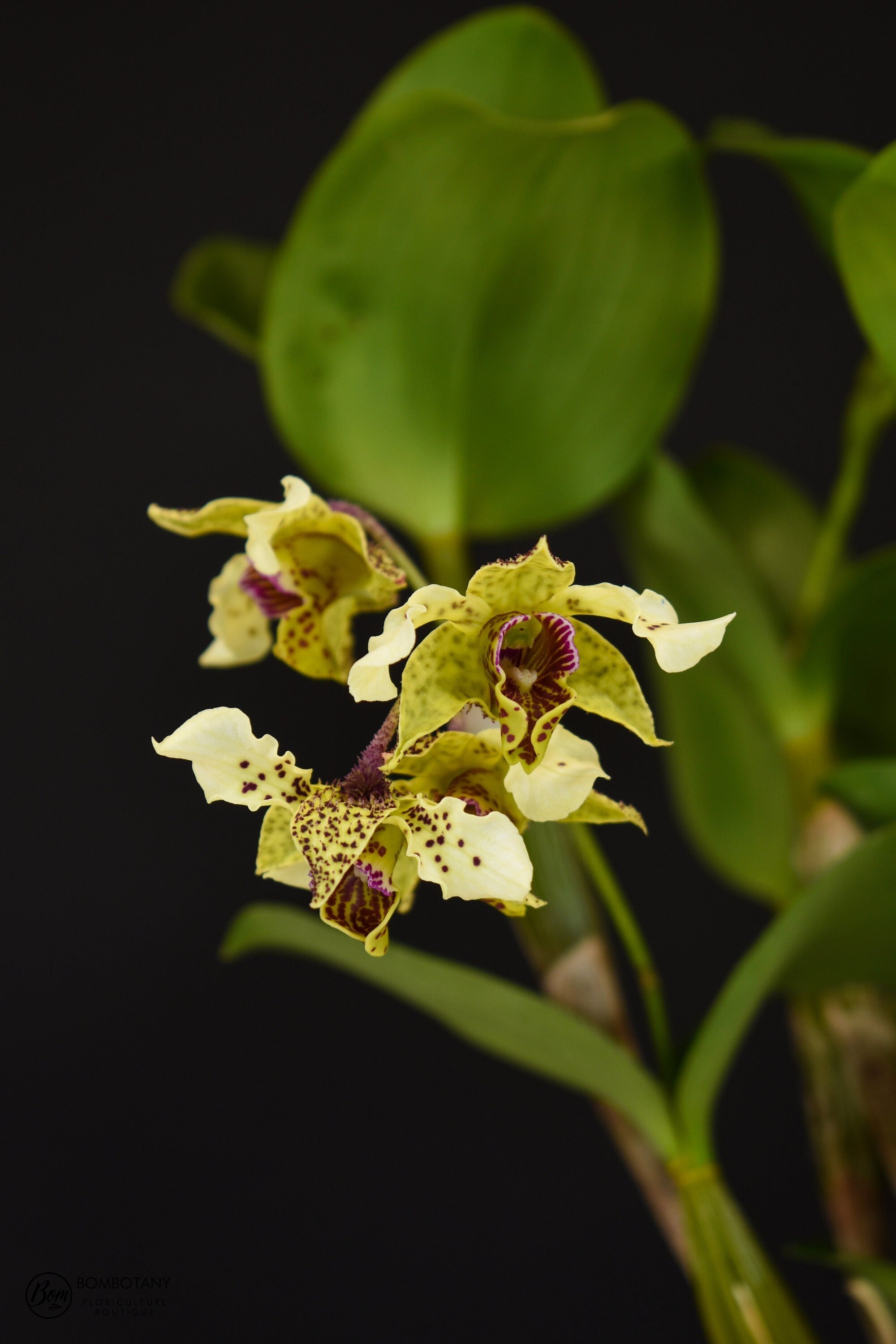 Fragrant Dendrobium Miva Abracadabra IN SPIKE