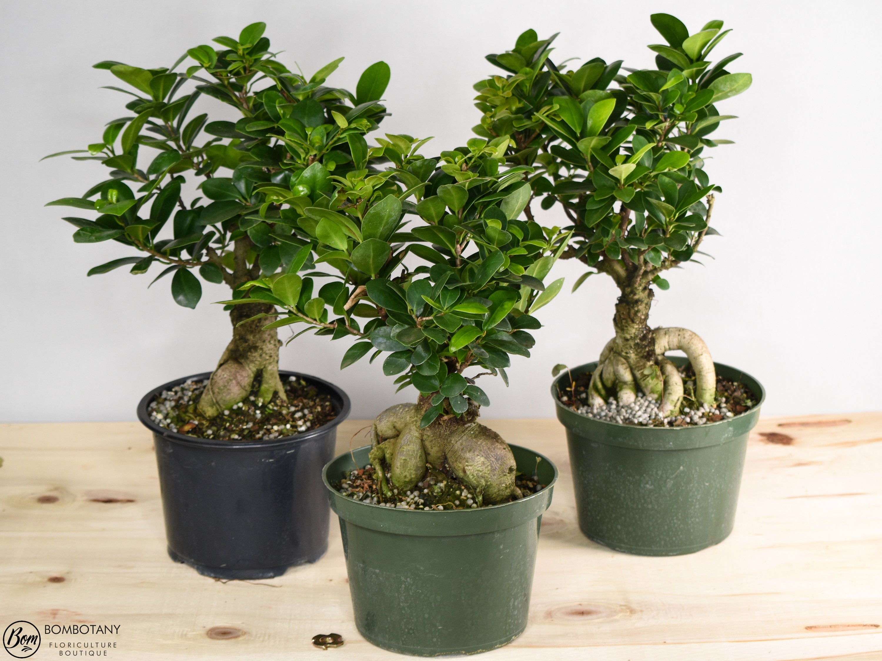 Large Ginseng Ficus Bonsai Plant Retusa Microcarpa 6" Pot