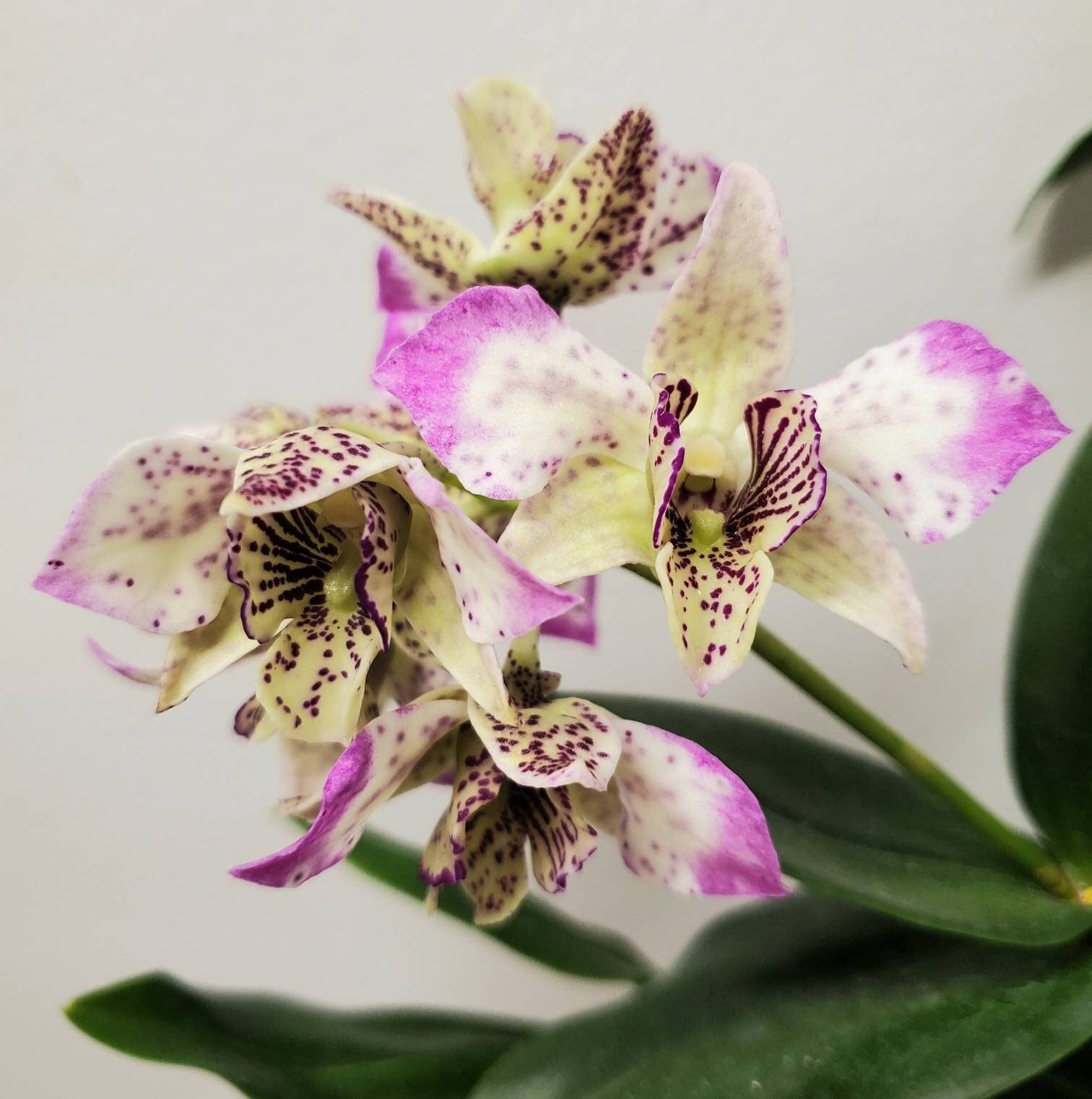 Fragrant Dendrobium Royal Chip IN SPIKE