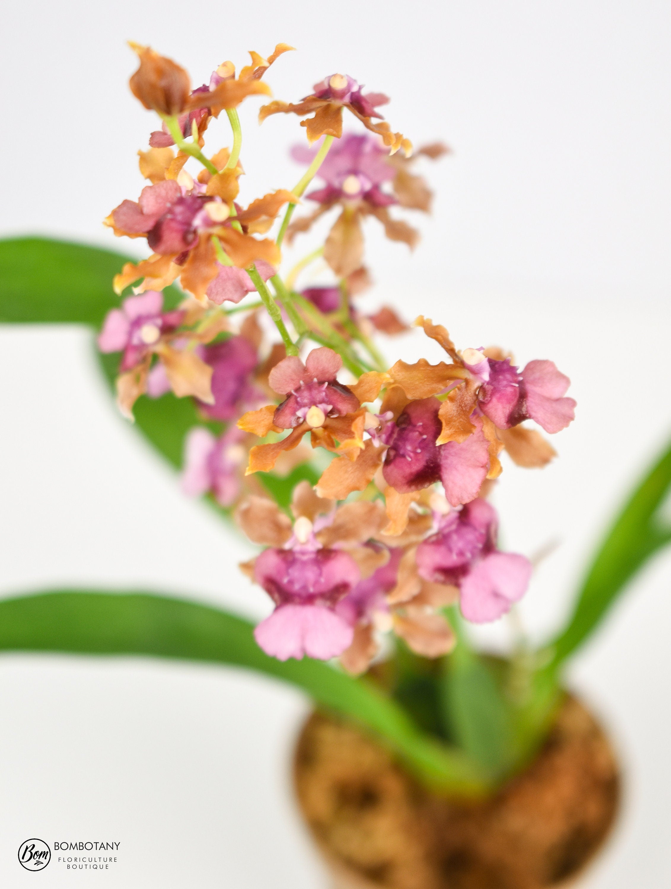 Fragrant Oncidium Pacific Sunrise 'Hakalau' IN SPIKE