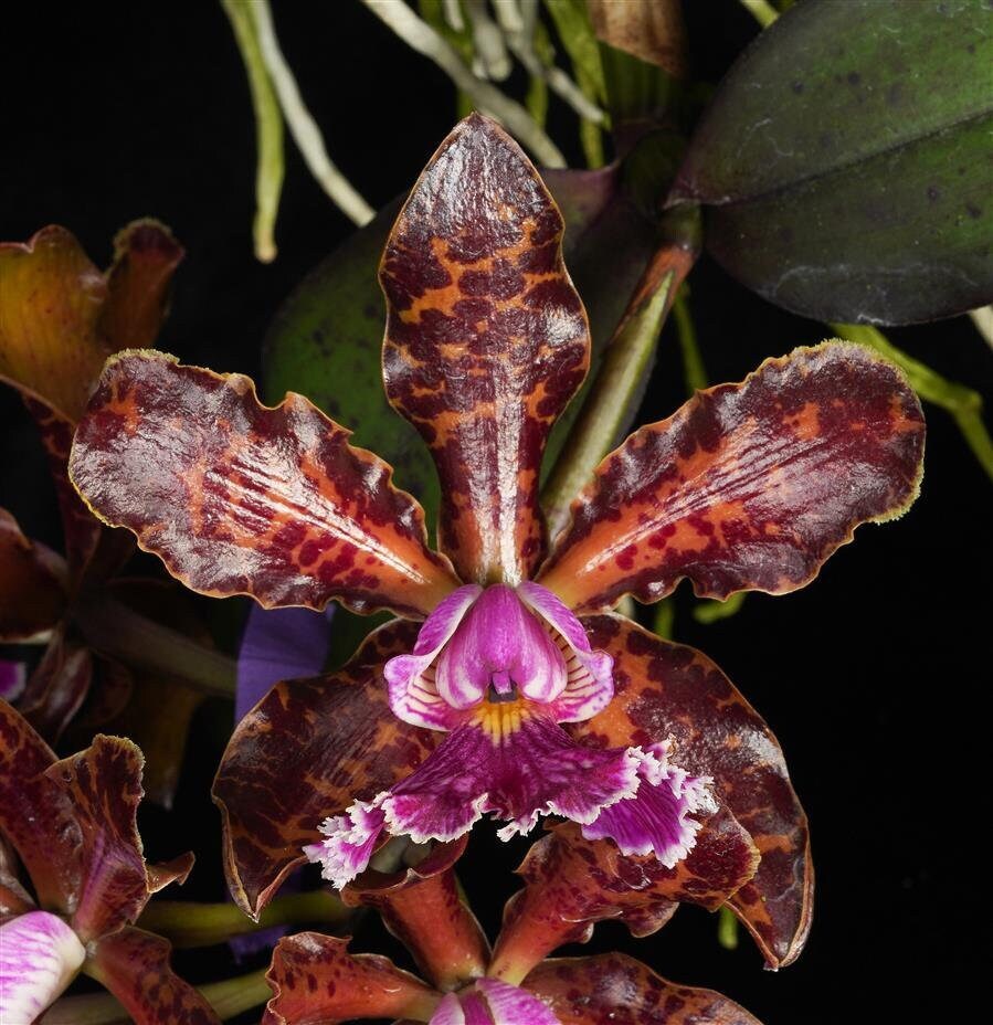 Fragrant Mottled Leaf Cattleya Peckaviensis