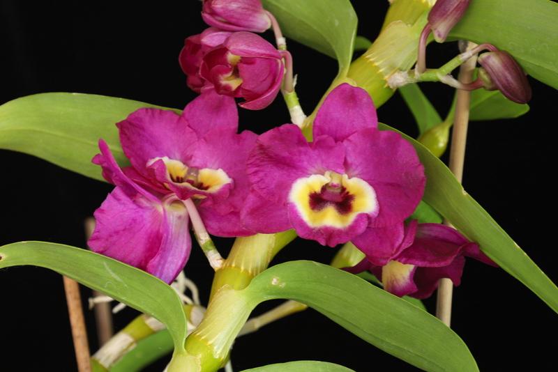 Fragrant Dendrobium Red Emperor 'Prince'