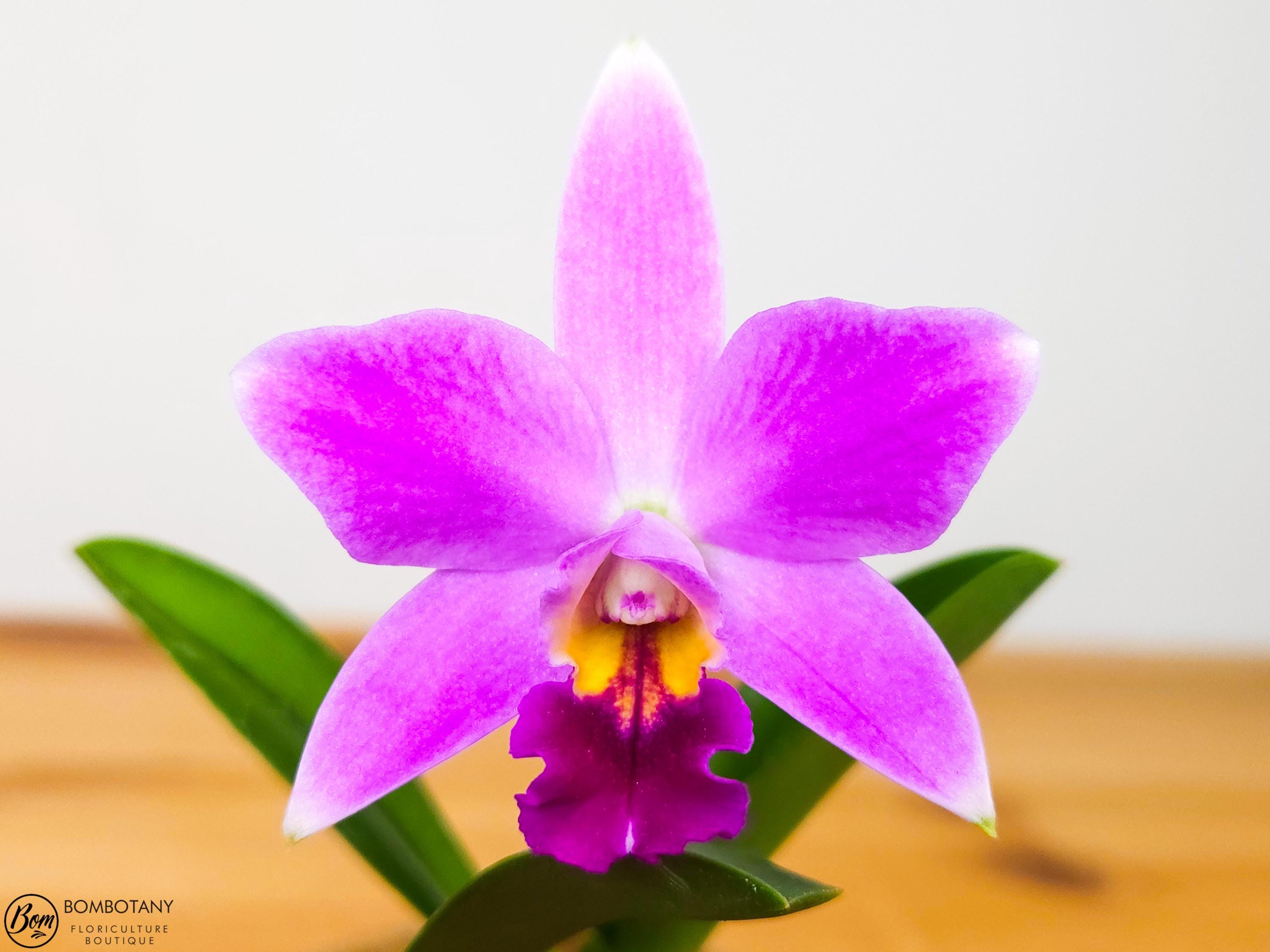 Fragrant Mini Laeliocattleya Amethyst Star 'Parkside' IN SPIKE