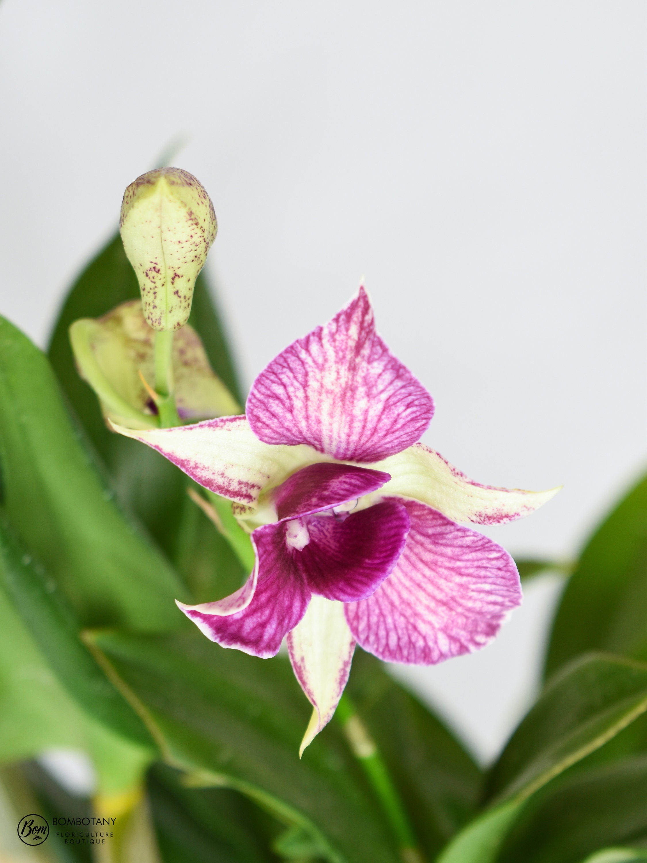 Dendrobium Fire Wings