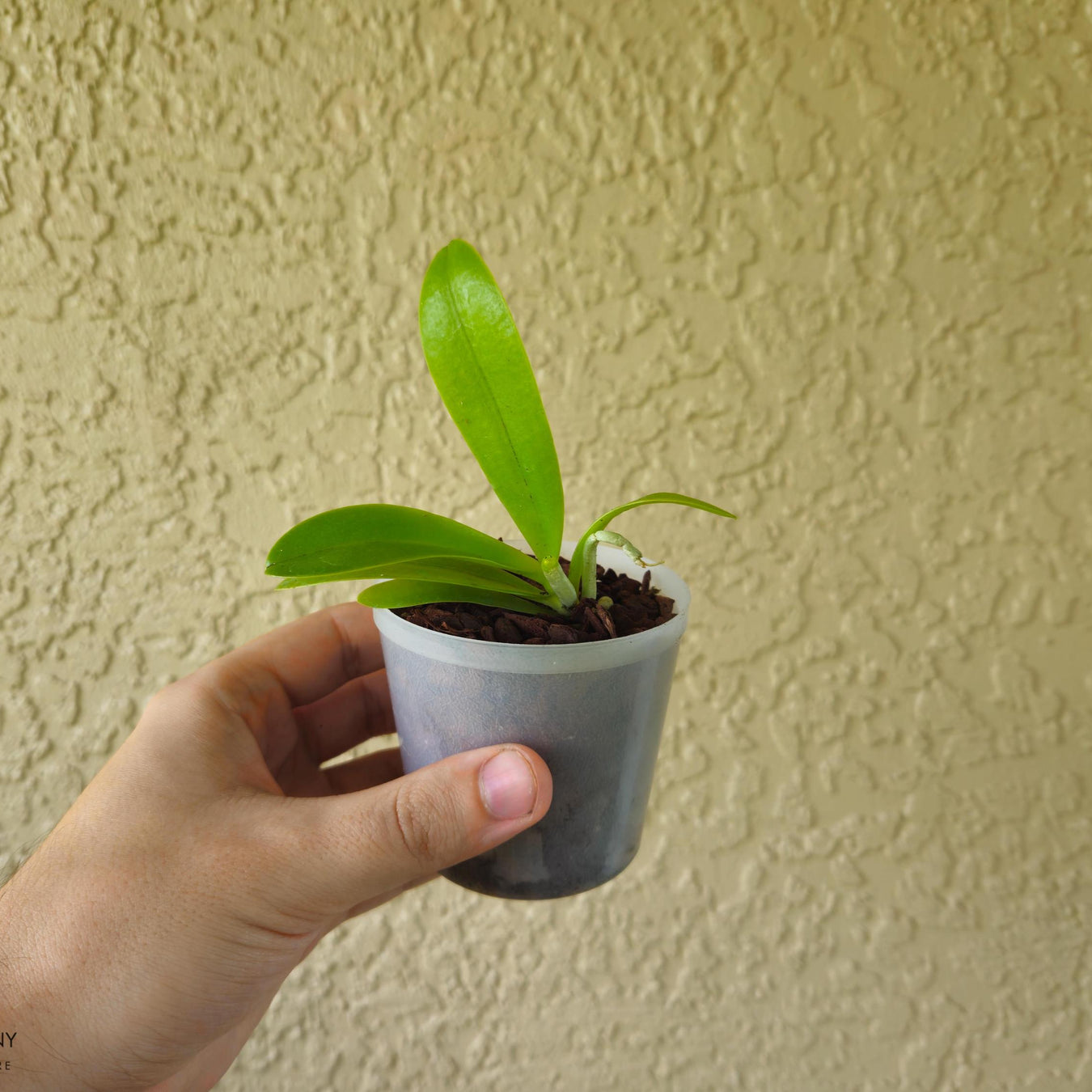 Fragrant Starter Species Phalaenopsis cornu-cervi var flava