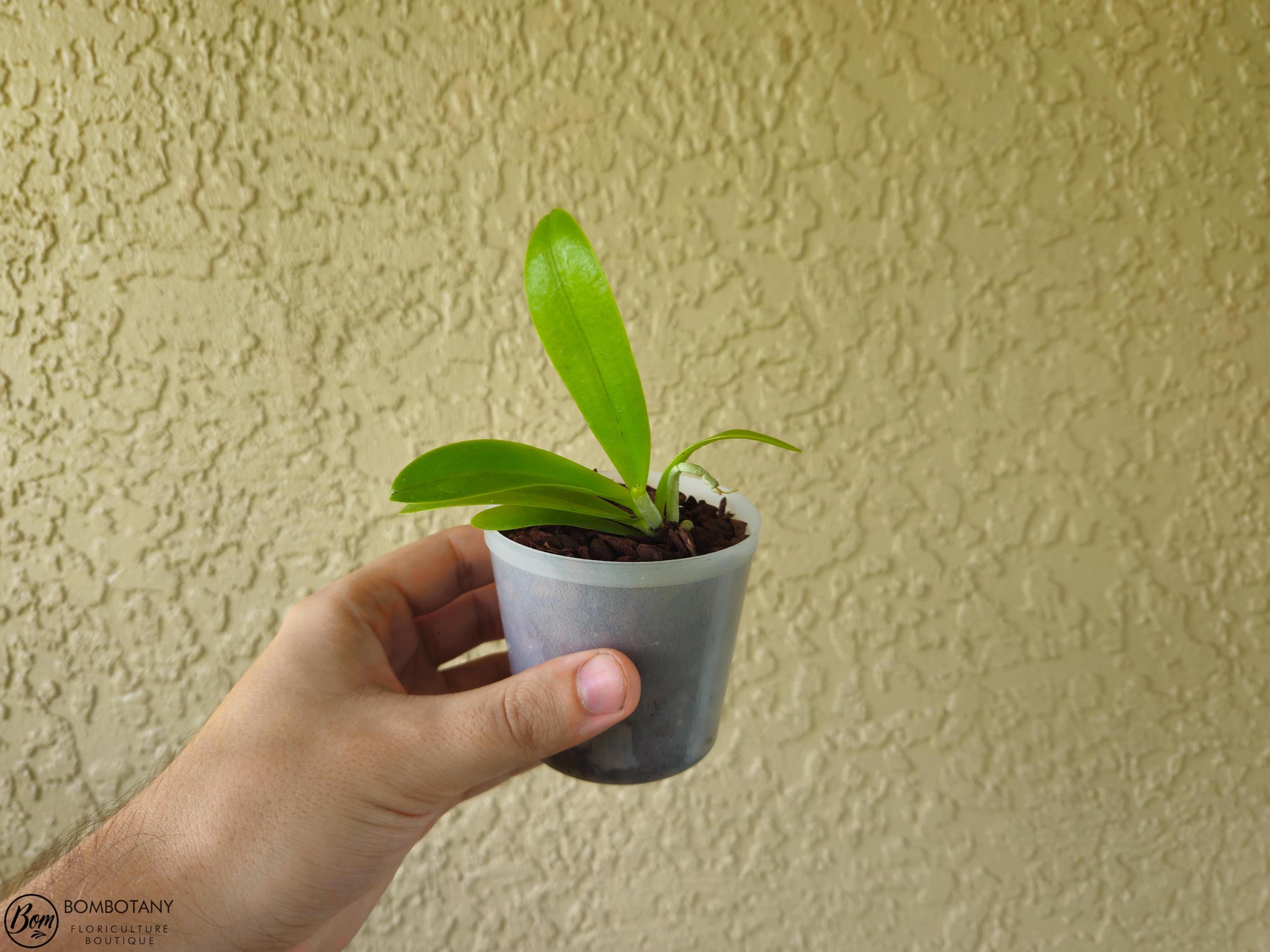 Fragrant Starter Species Phalaenopsis cornu-cervi var flava