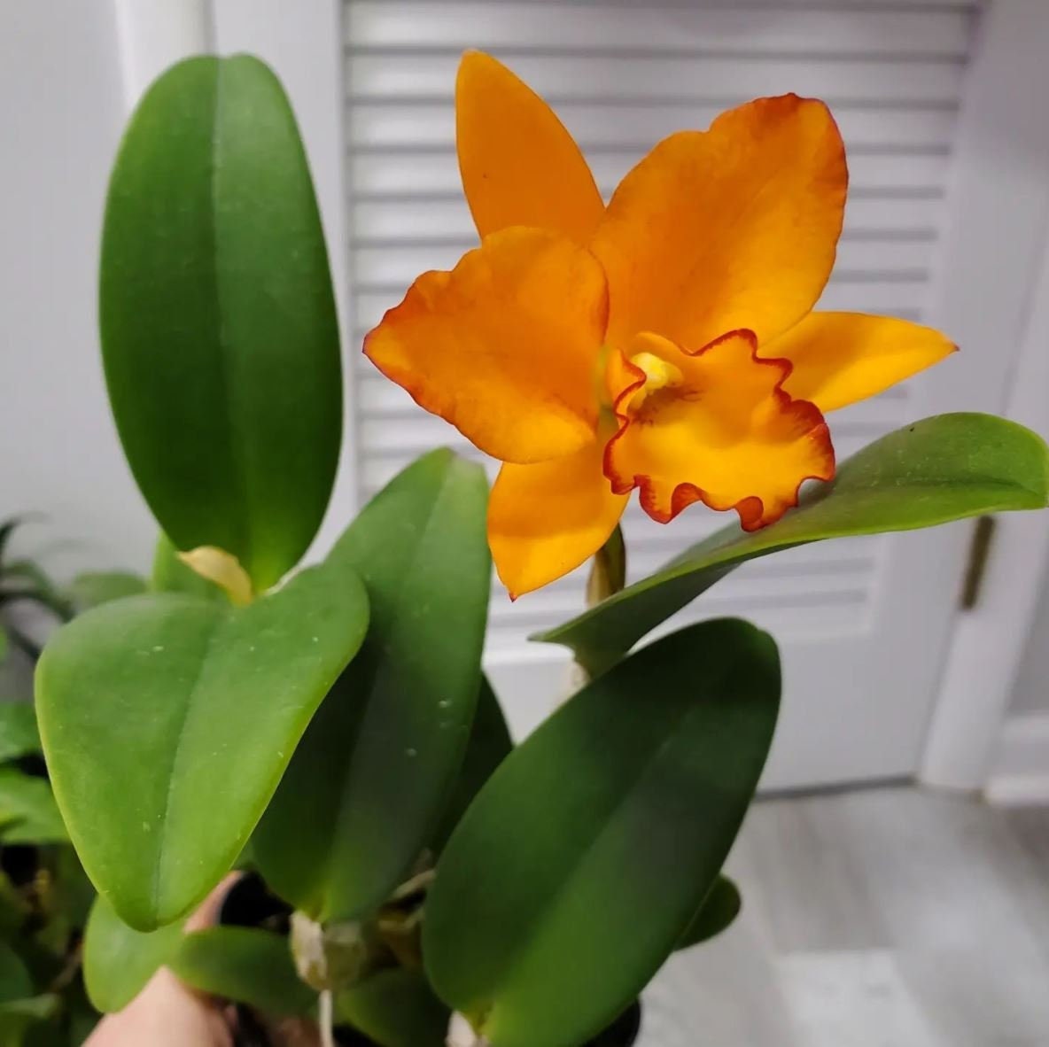 Blc. Dan O'Neil 'Jubilee' Near Blooming Size