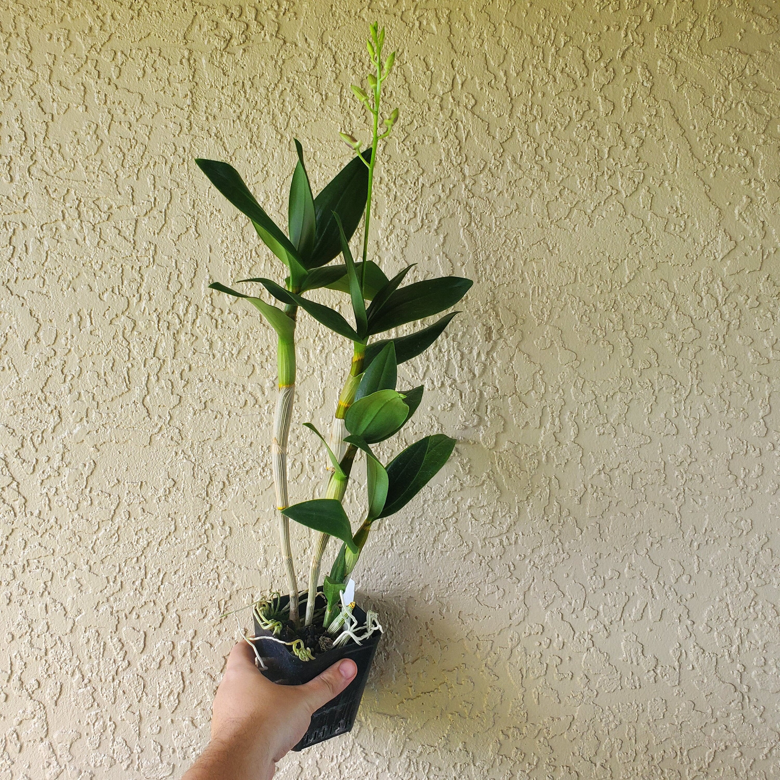 Fragrant Dendrobium Little Norman IN SPIKE