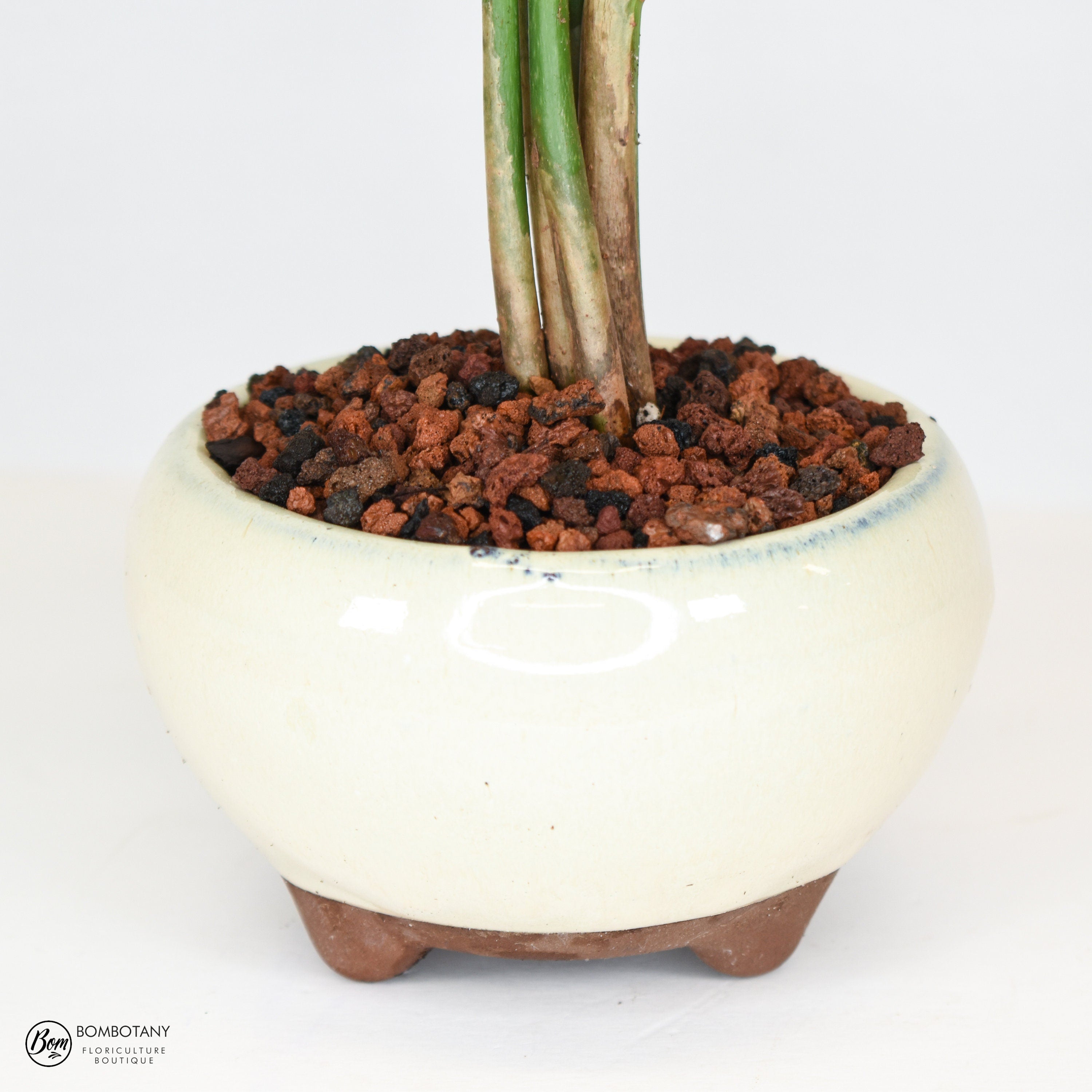 Money Tree Bonsai (Pachira Aquatica) in 5" Glazed Ceramic