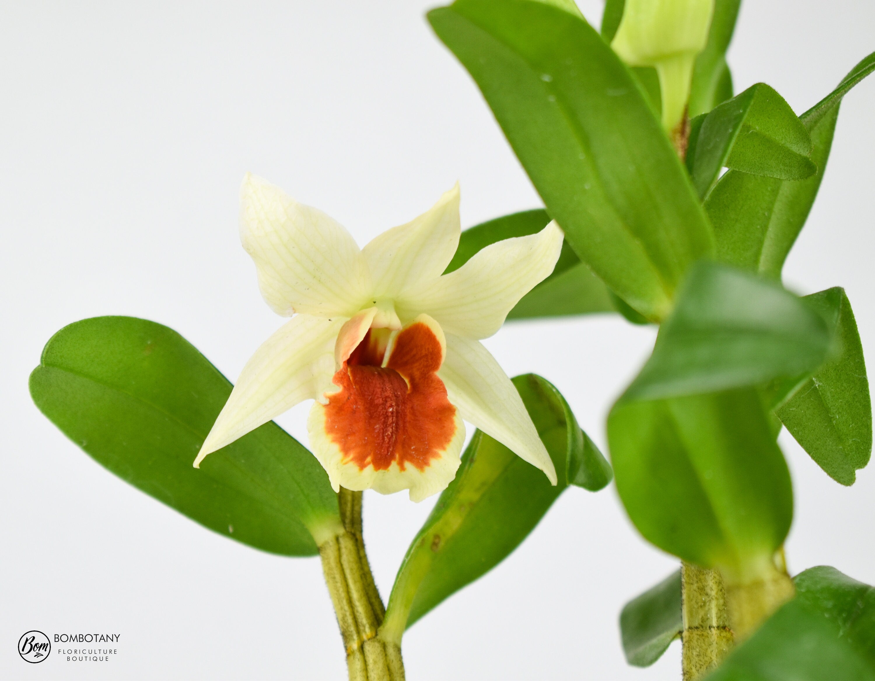 Dendrobium Green Lantern