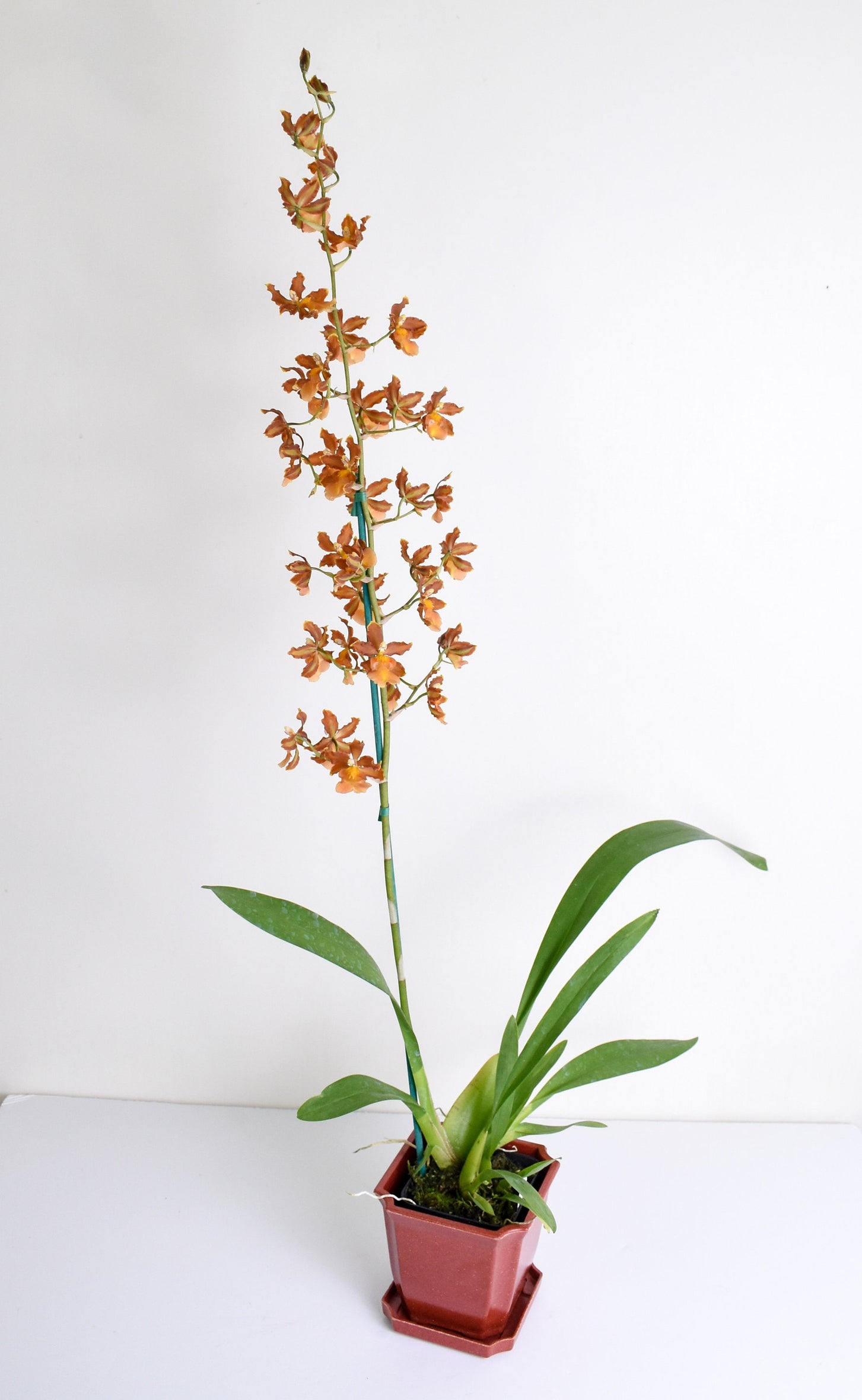 Odontocidium Catatante 'Kilauea Karma'