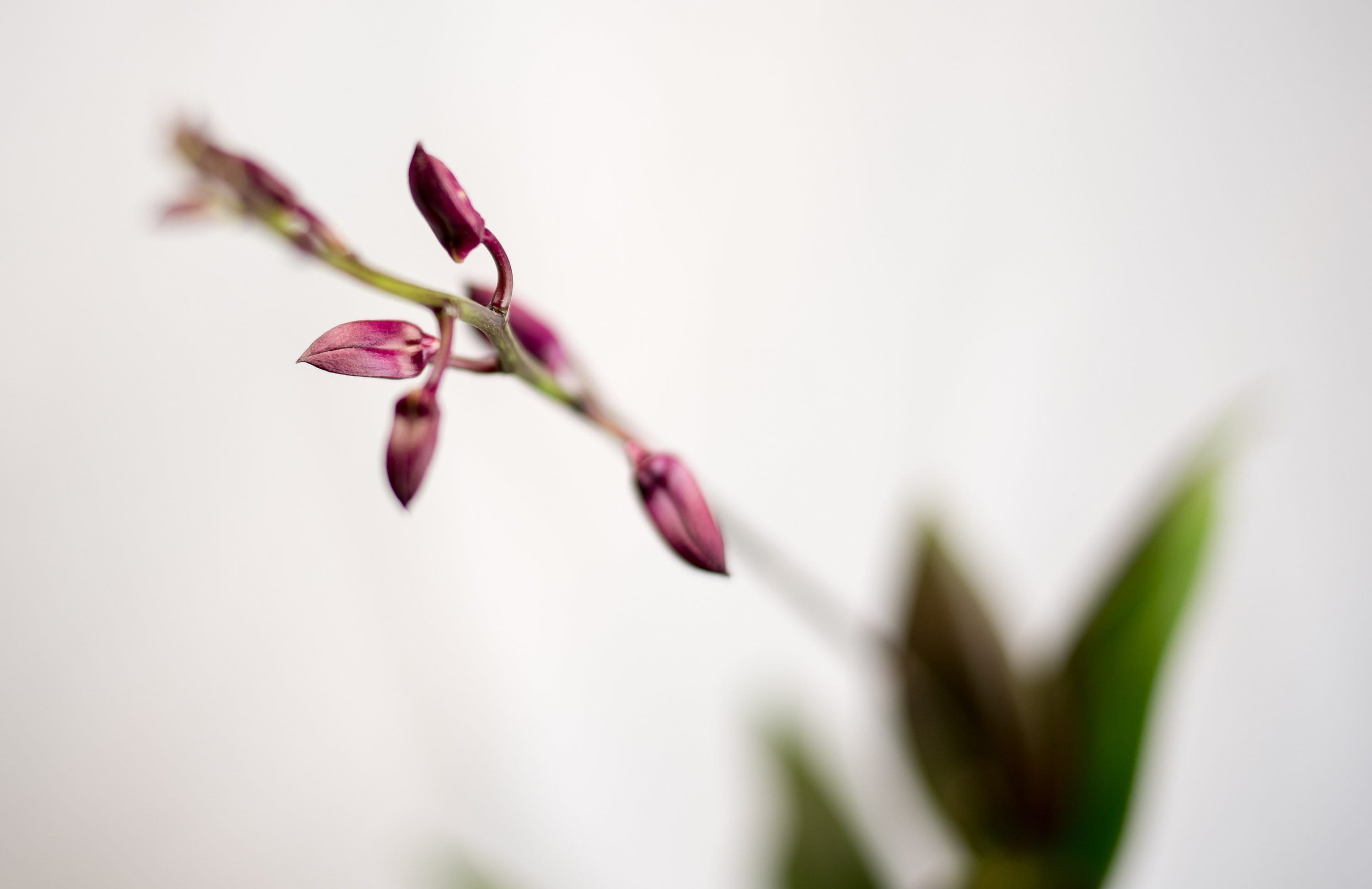 Dendrobium Velvet Melody 'Winter Wine' IN SPIKE
