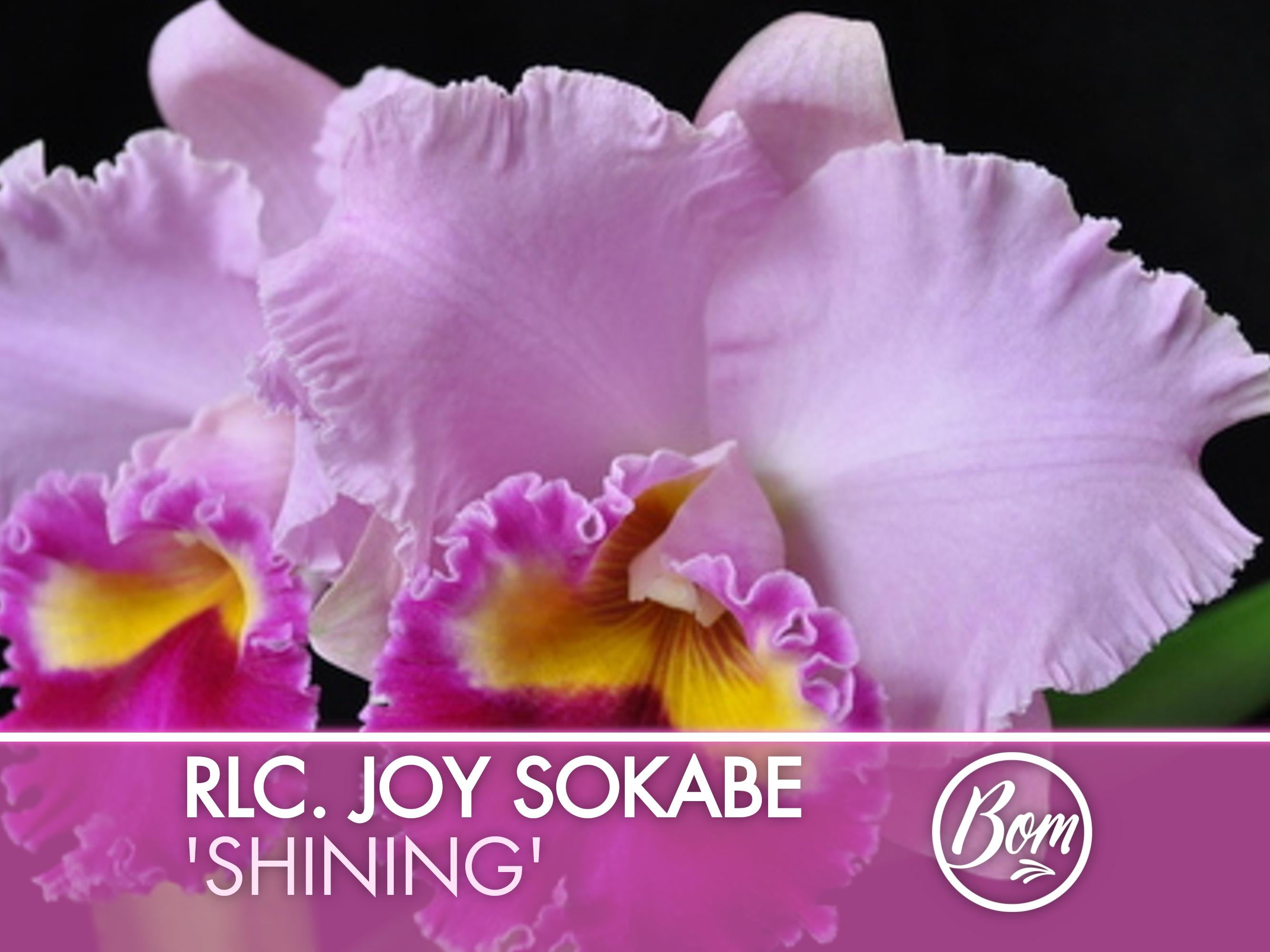 Starter Rhyncholaeliocattleya Joy Sokabe 'Shining'