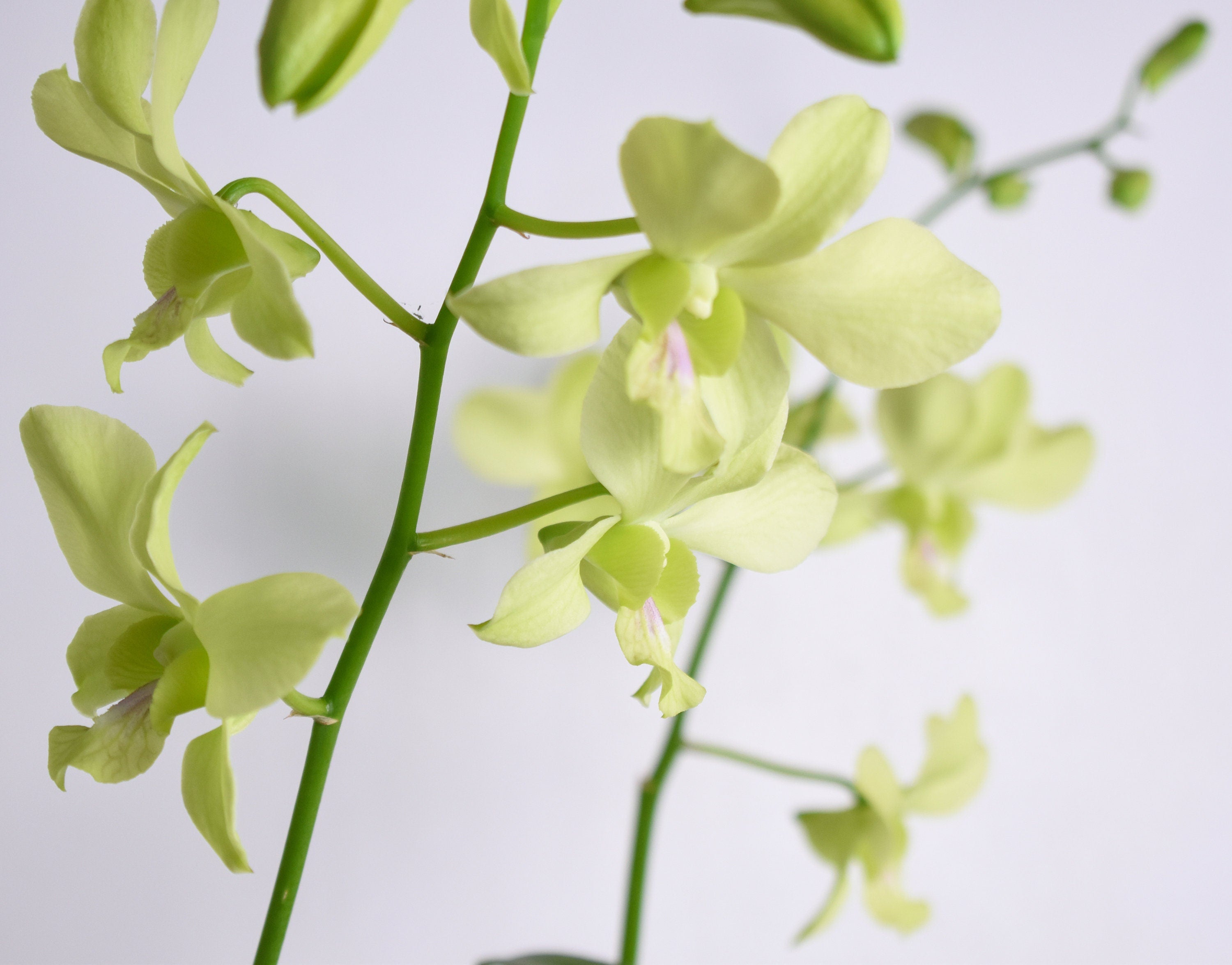 Dendrobium Aridang Green