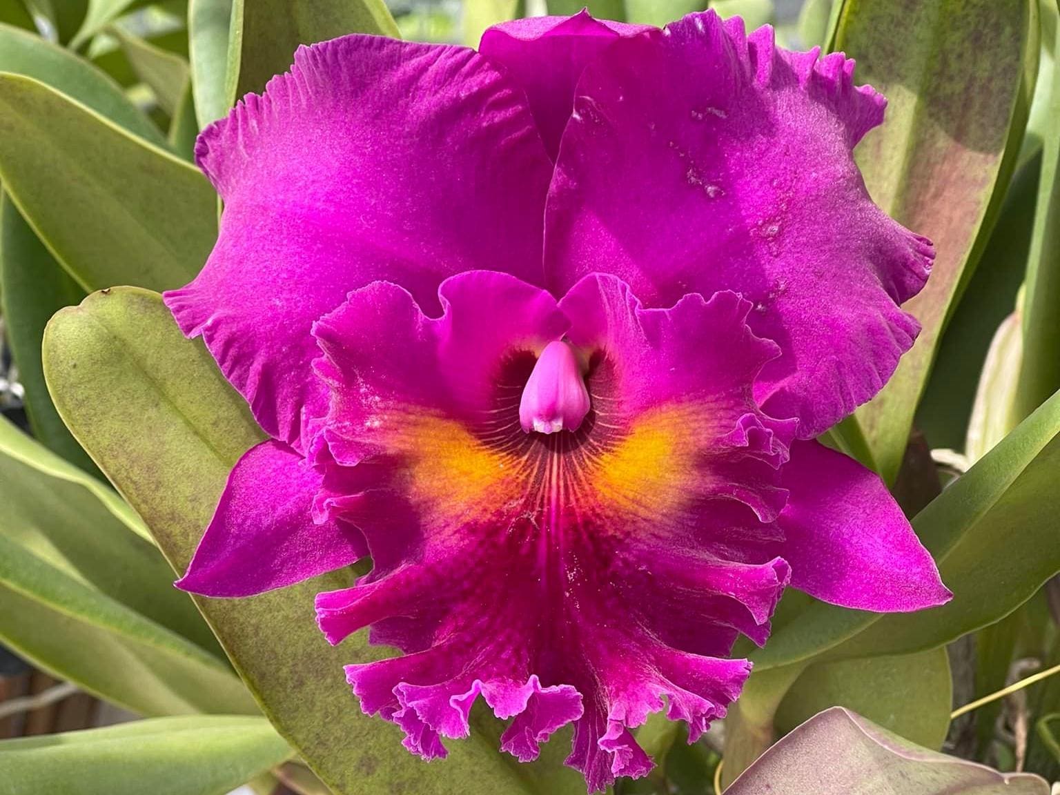 Fragrant Starter Rlc. King of Taiwan