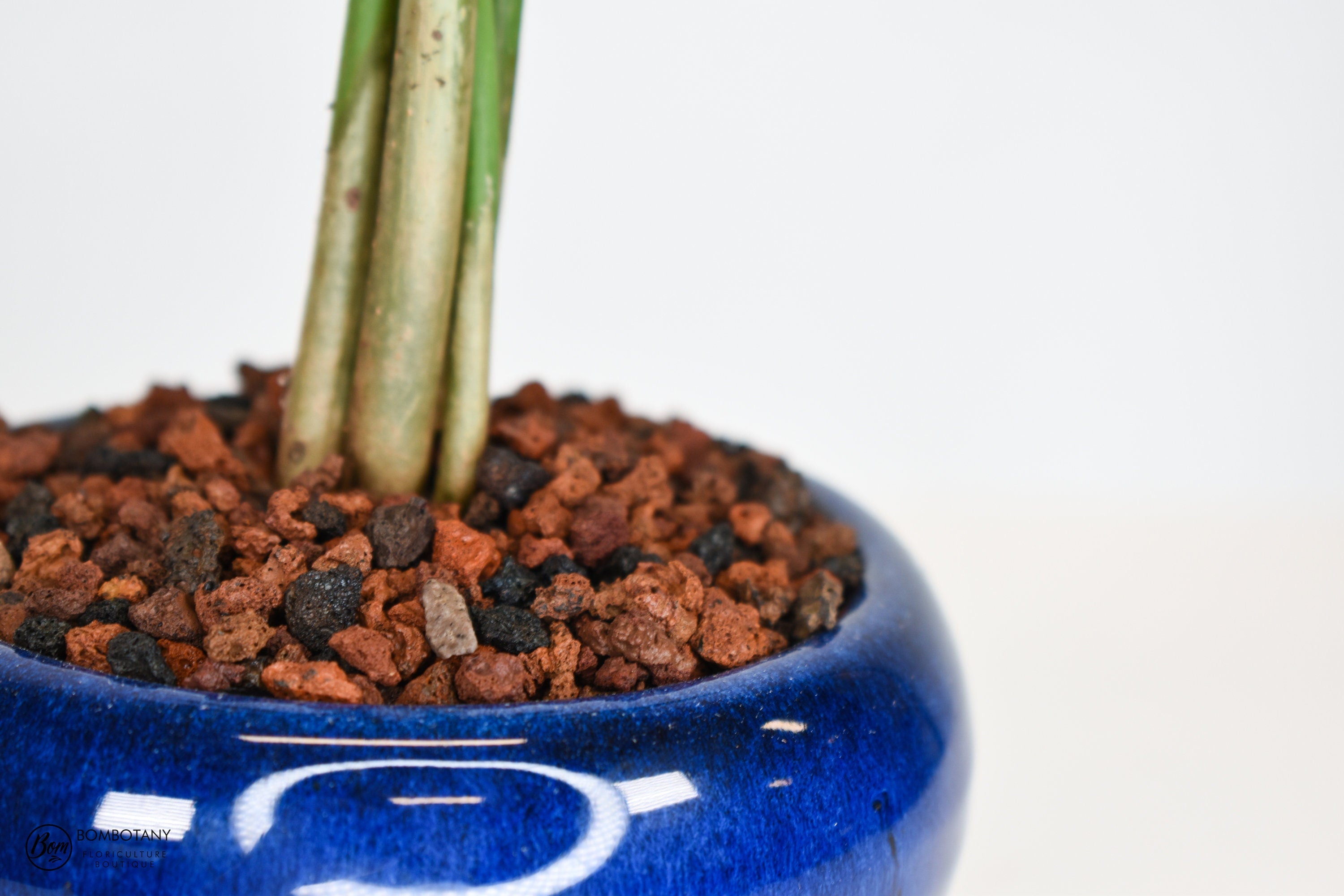 Money Tree Bonsai (Pachira Aquatica) in 5" Glazed Ceramic