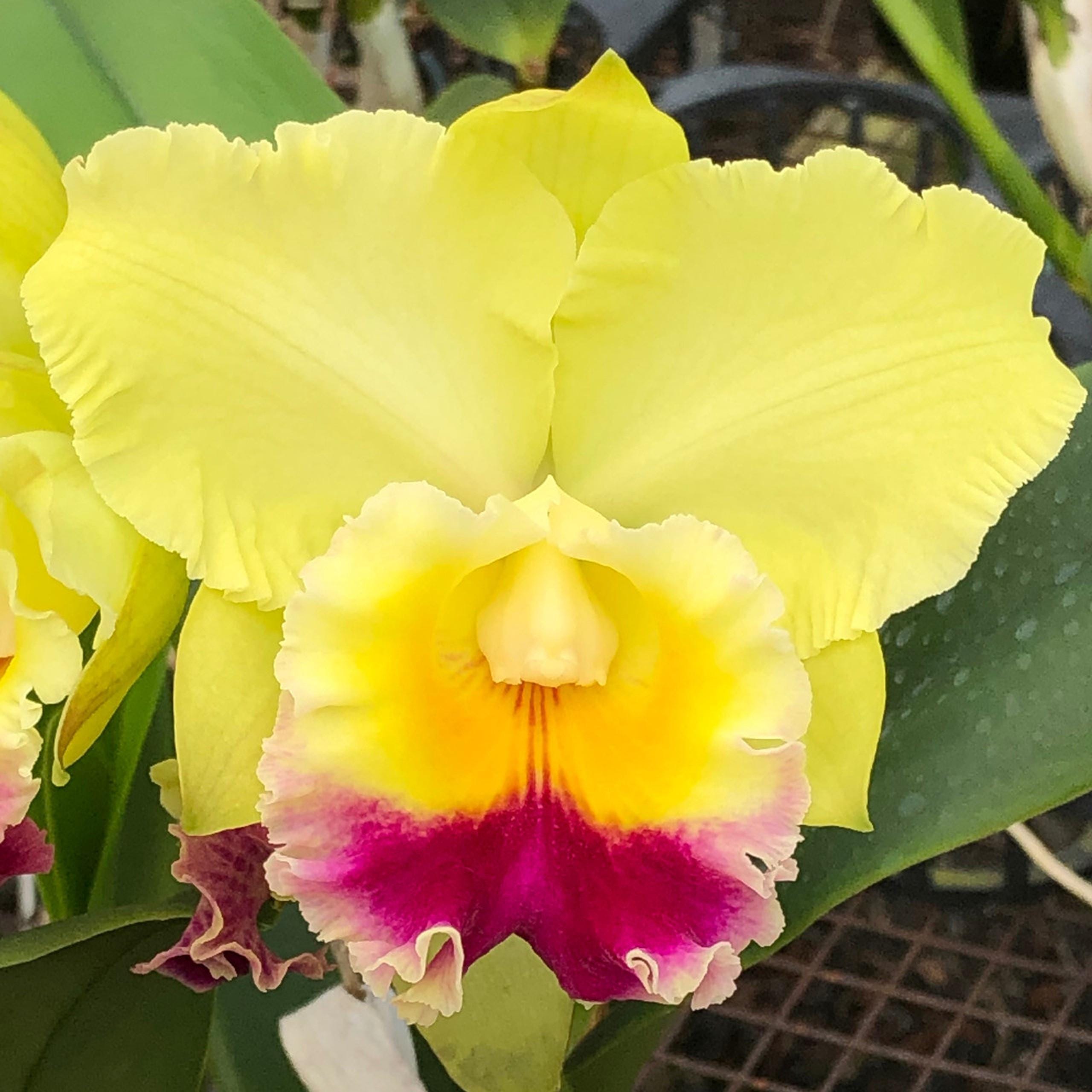 Starter Rlc. Charlene Sau Yee Liu 'Volcano Prince'