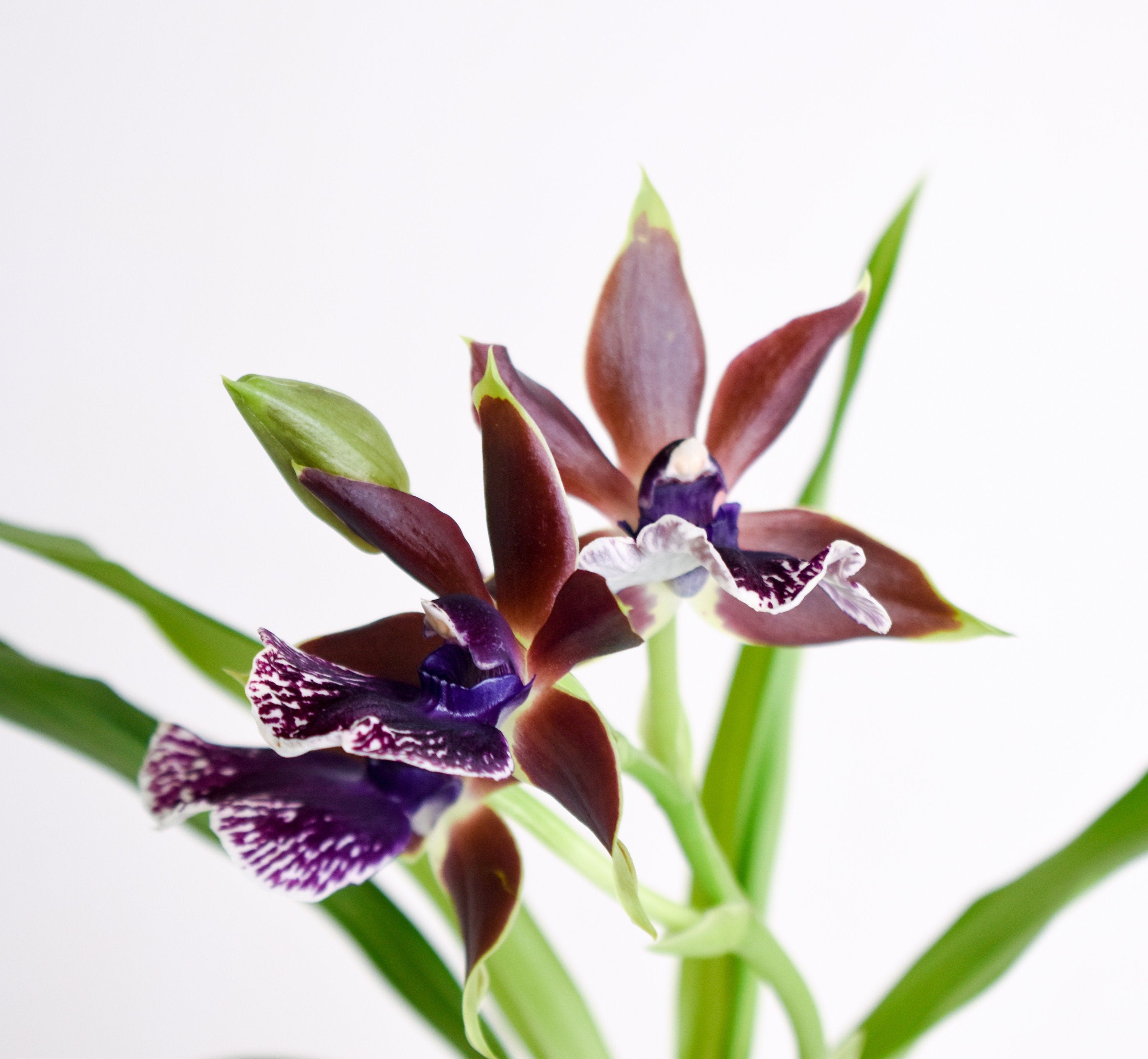 Fragrant Zygopetalum Louisendorf Rhein Moonlight IN SPIKE