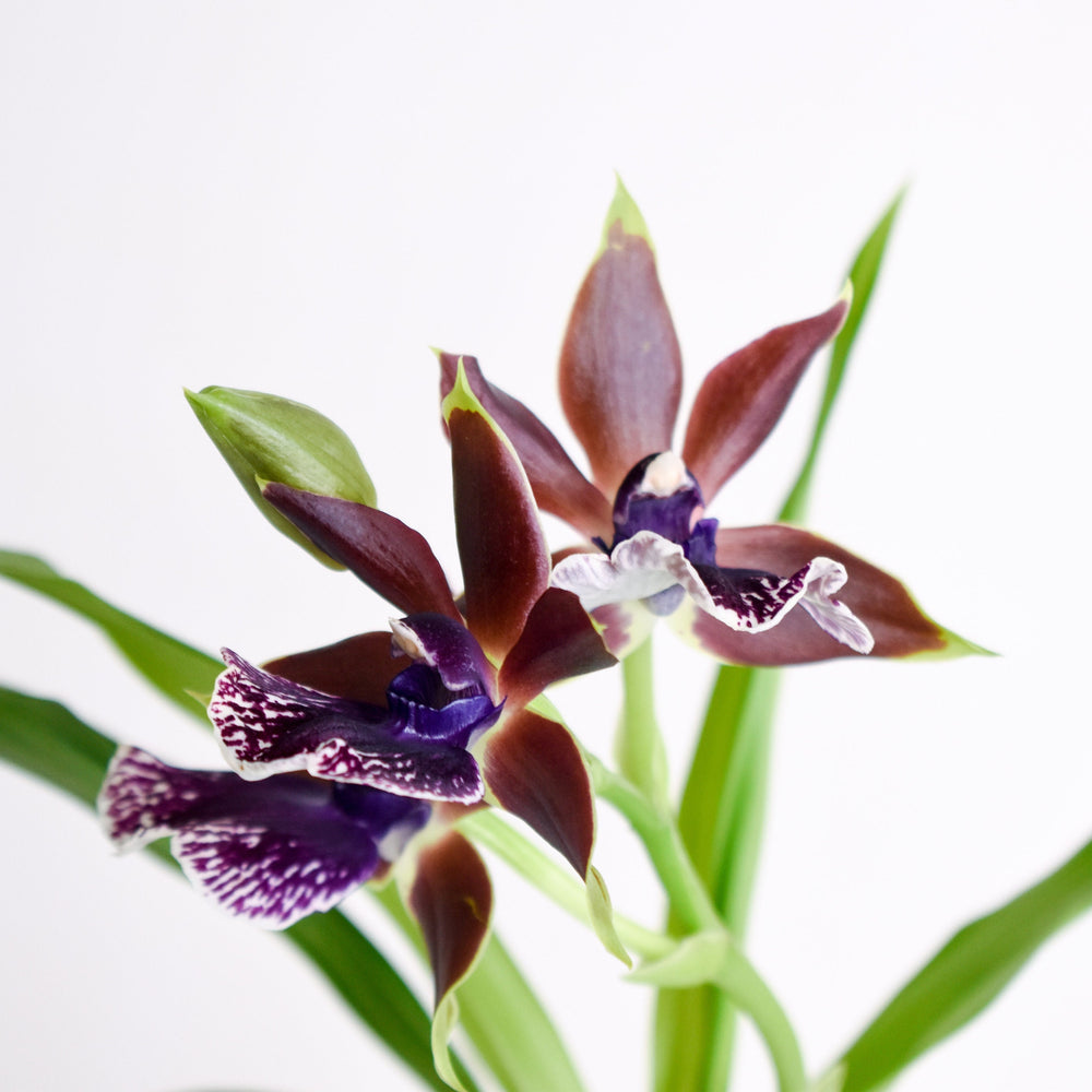 Fragrant Zygopetalum Louisendorf 'Peloric'