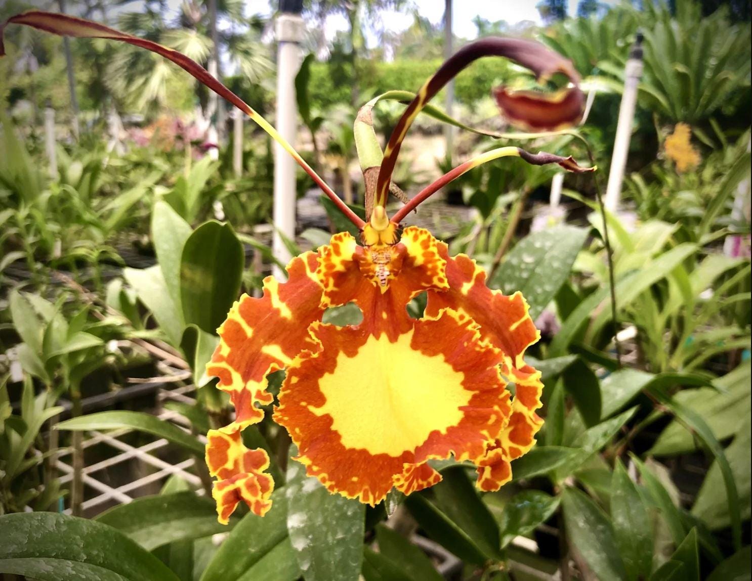 Variegated Psychopsis Mendenhall 'Hildos'