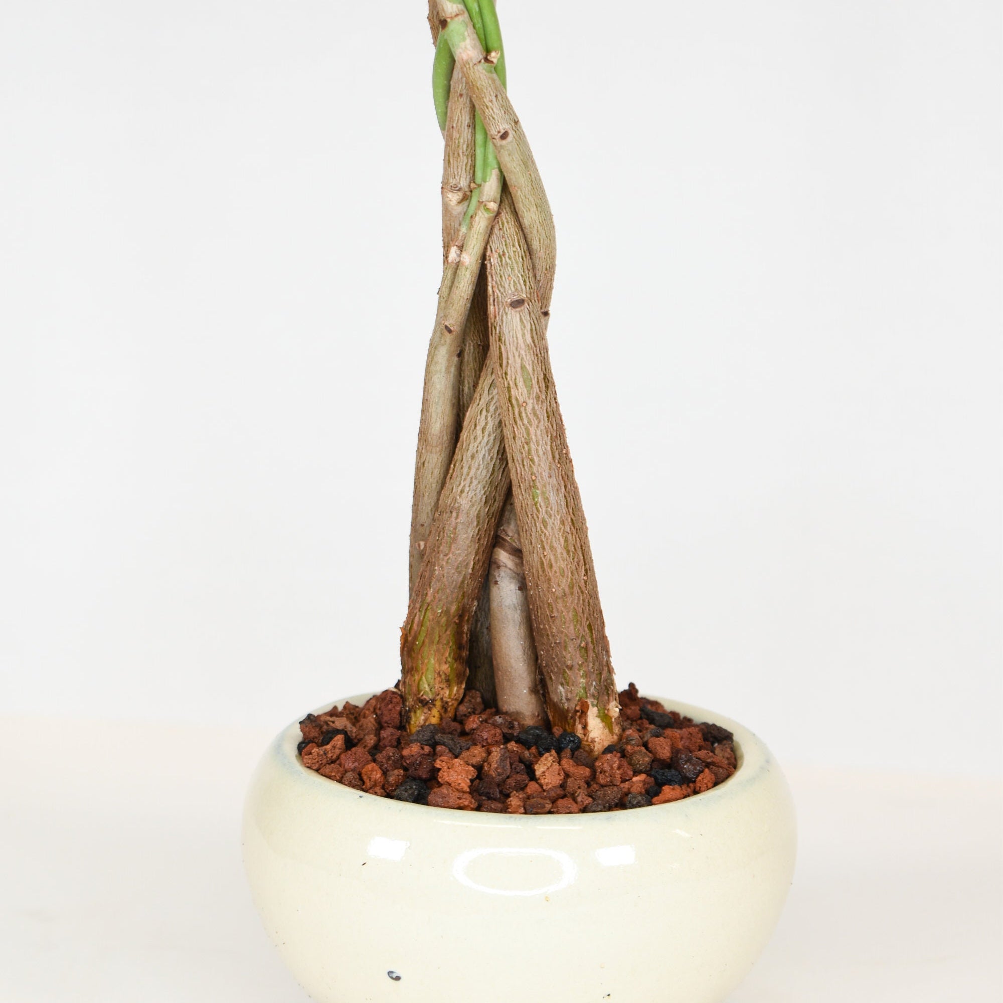 money tree bonsai thick trunk Money Tree Bonsai (Pachira Aquatica) in 5" Glazed Ceramic – bombotany