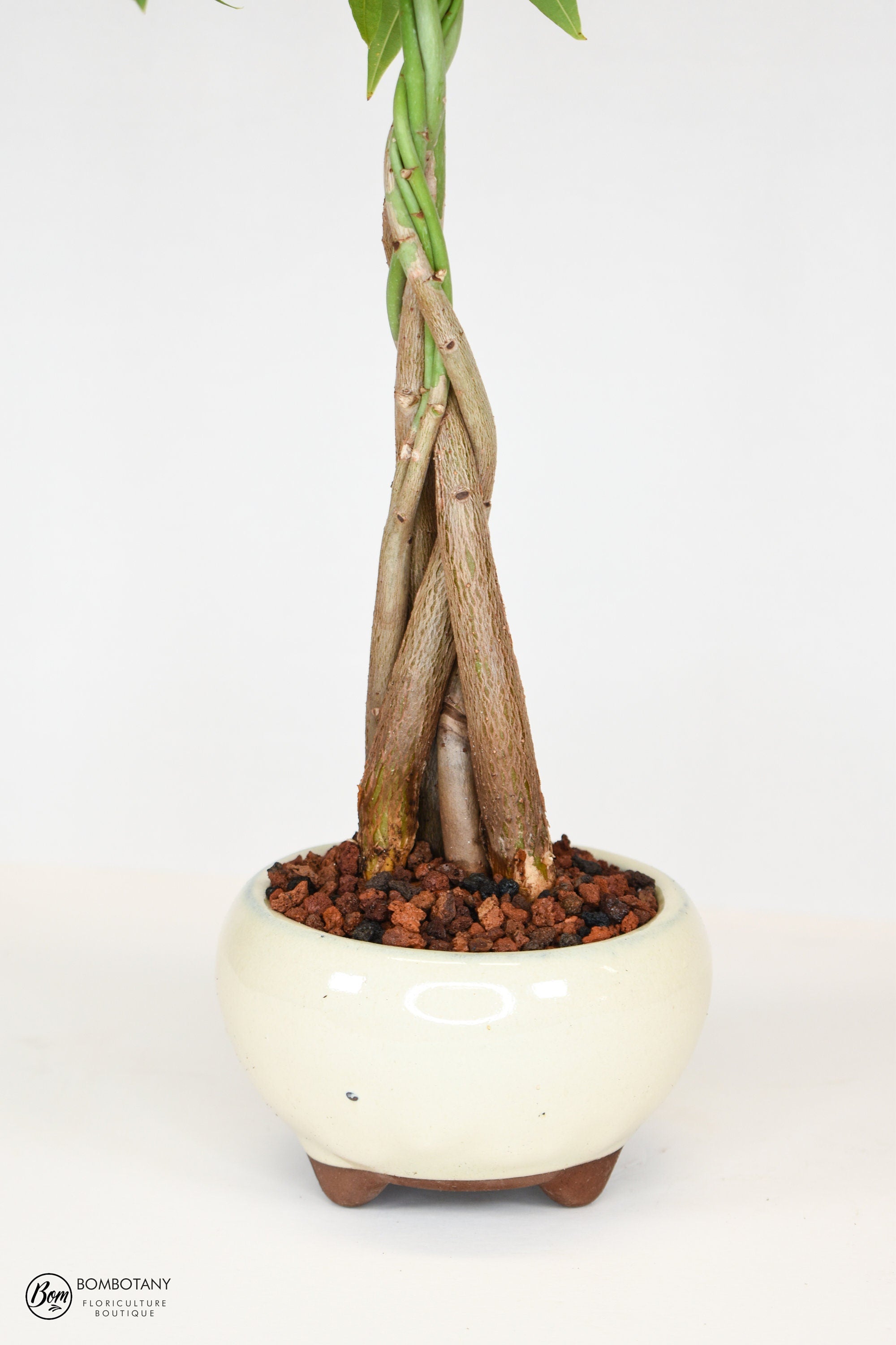 Money Tree Bonsai (Pachira Aquatica) in 5" Glazed Ceramic