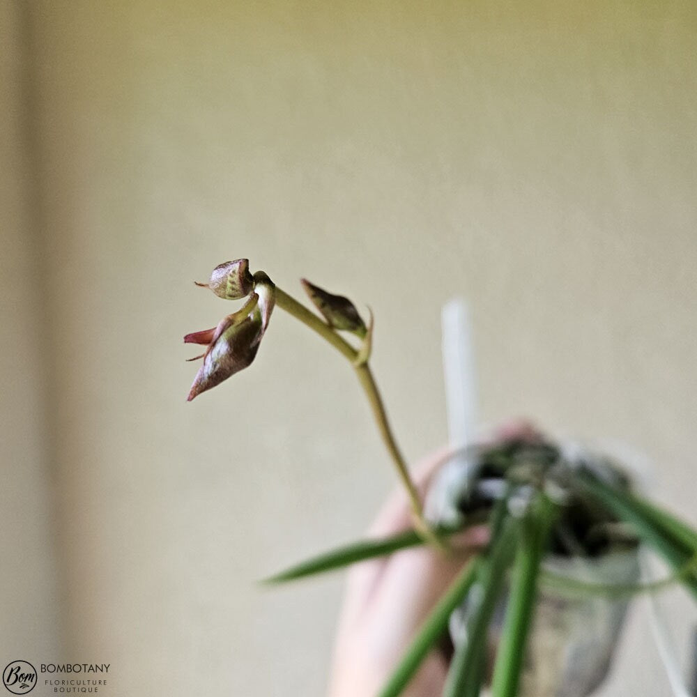 Pendulous Trichocentrum stacyi IN SPIKE