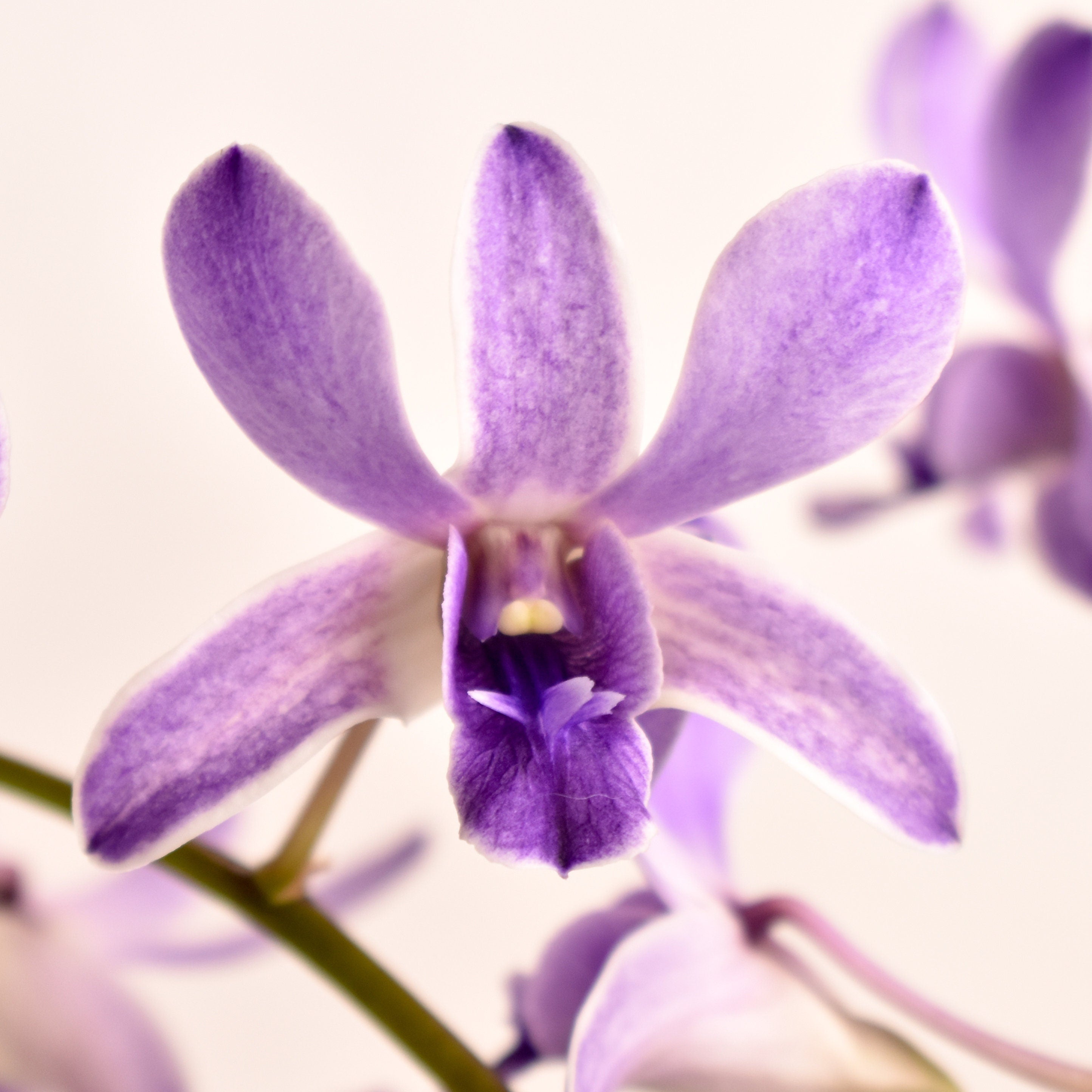 Dendrobium Bicentennial Blue IN SPIKE