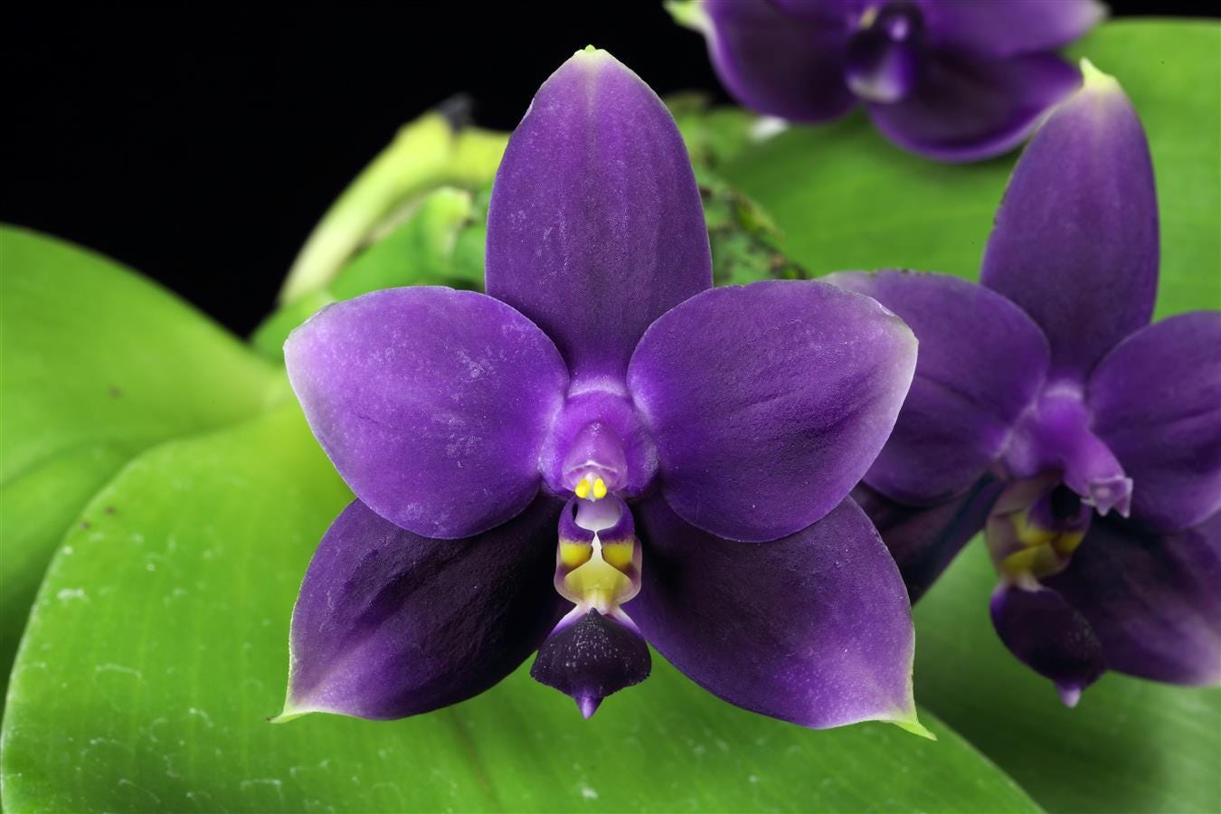 Fragrant Species Phalaenopsis violacea var. indigo, red, or coerulea