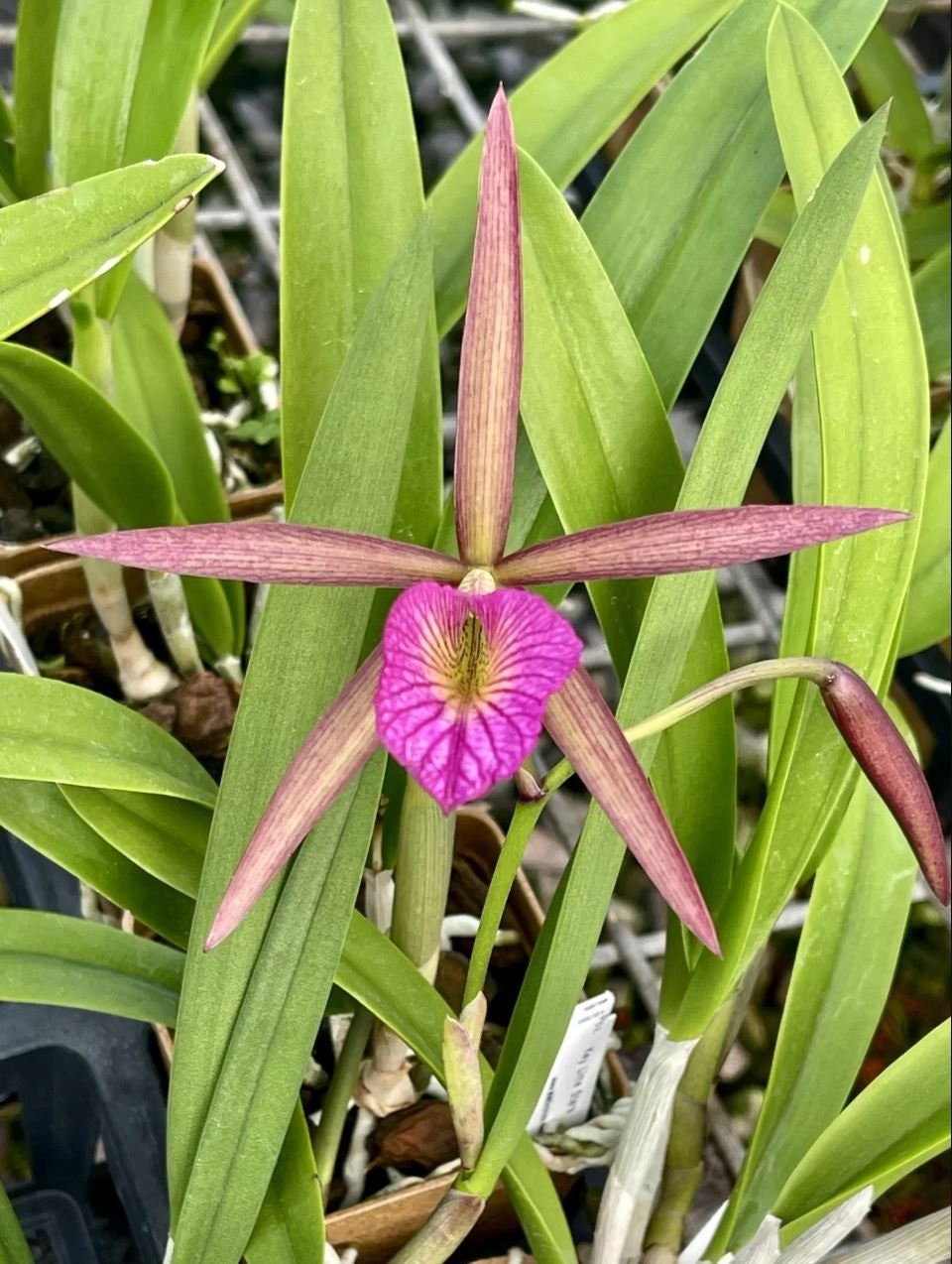 Brassocattleya Hamlyn's Magic 'Leilani'