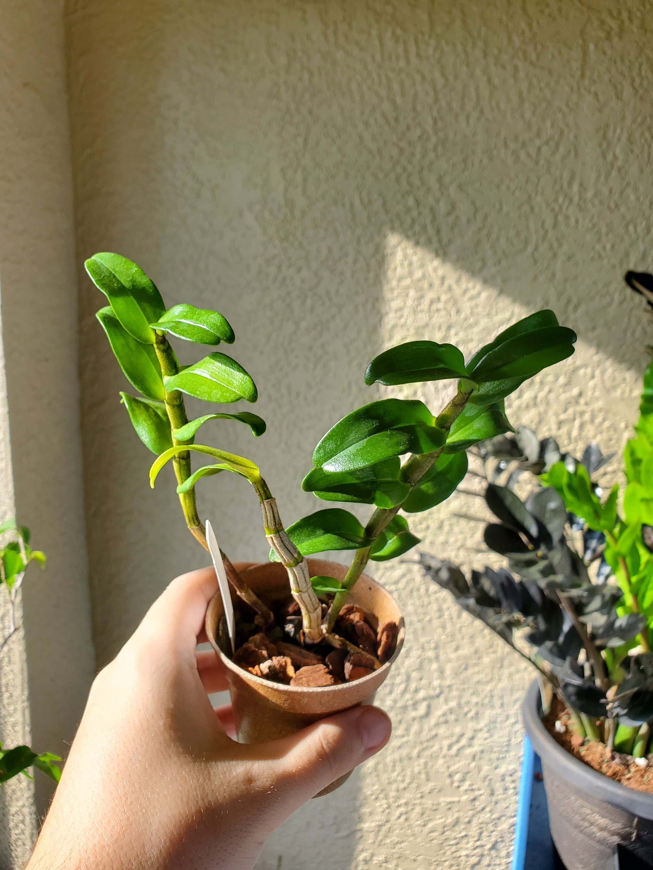 Dendrobium Green Lantern Hybrid