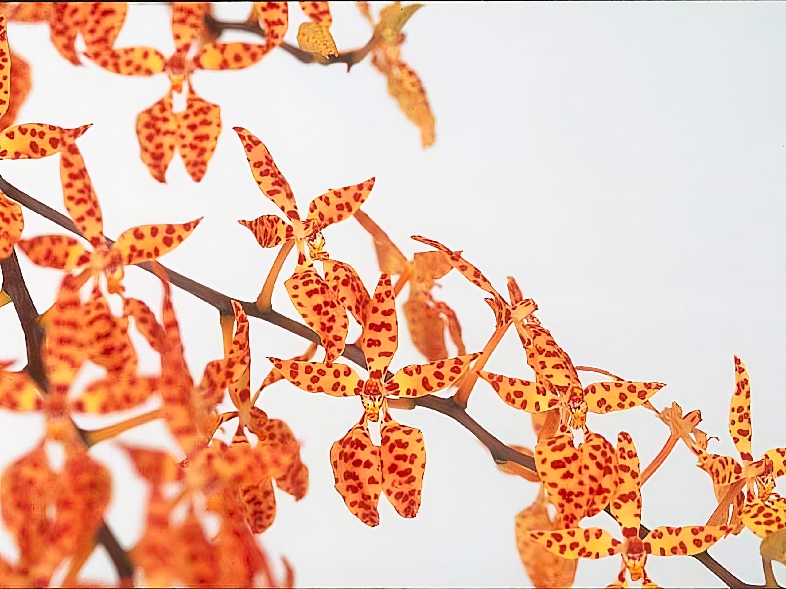 Spanish Dancing Girl Orchid Renanthera monachica