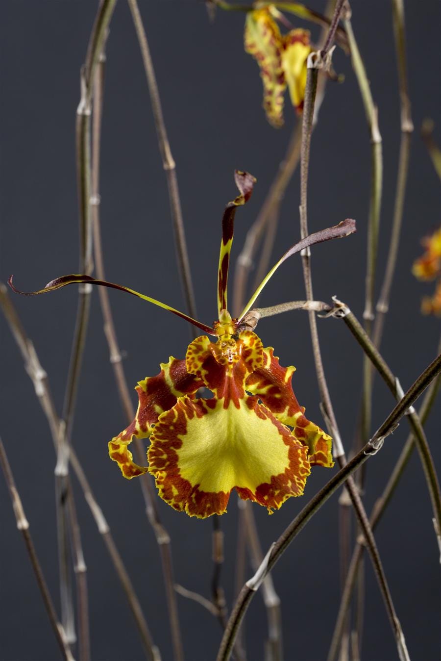 Variegated Psychopsis Mendenhall 'Hildos'