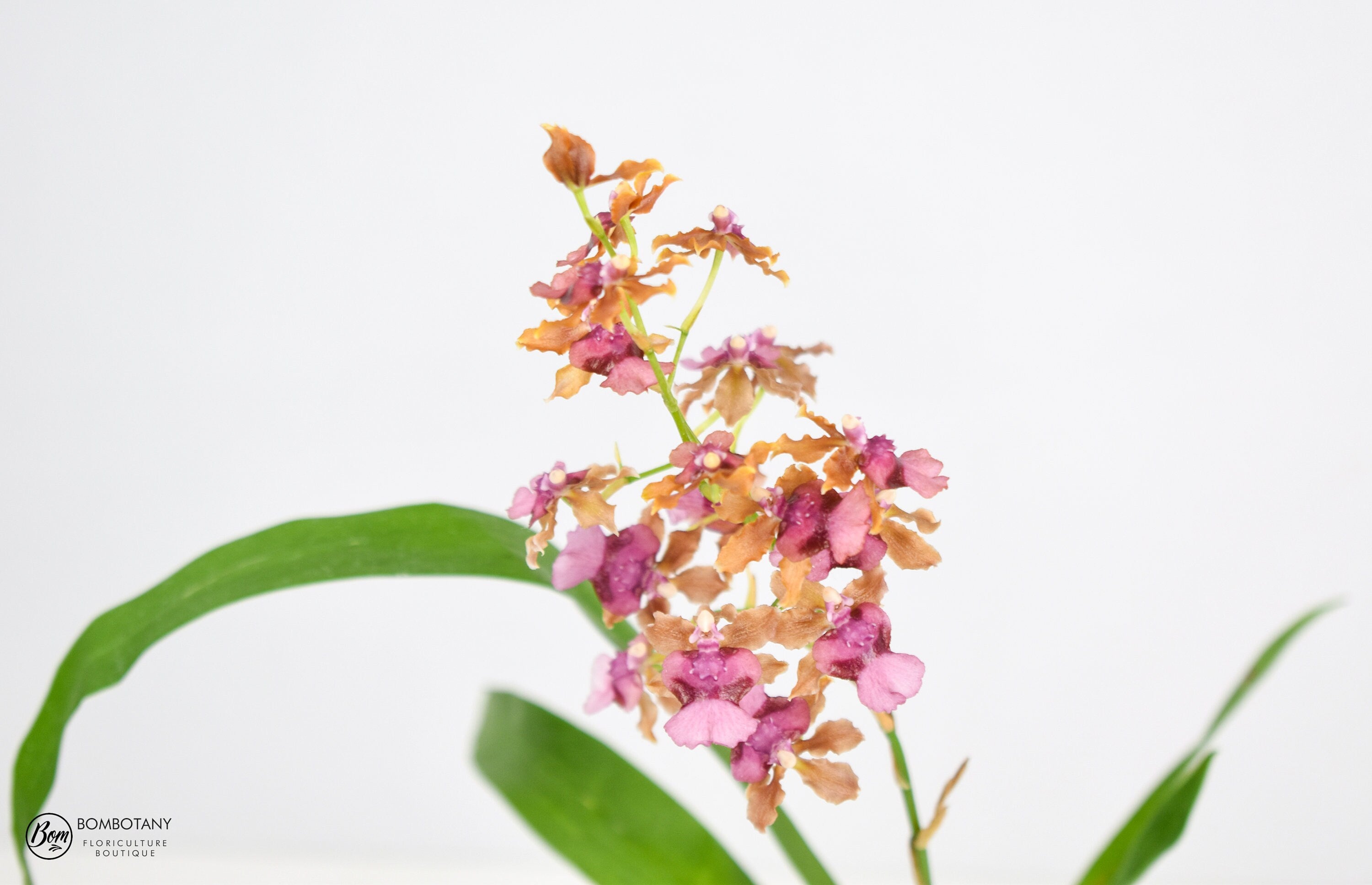 Fragrant Oncidium Pacific Sunrise 'Hakalau' IN SPIKE