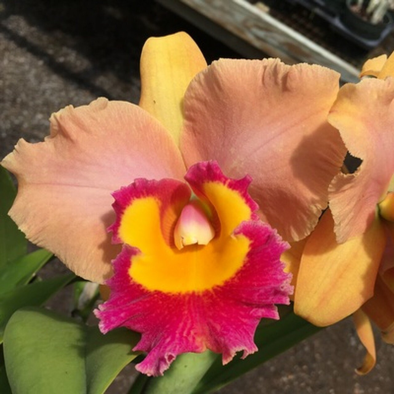 Rhyncholaeliocattleya Stitch Labs 'Volcano Sunset'