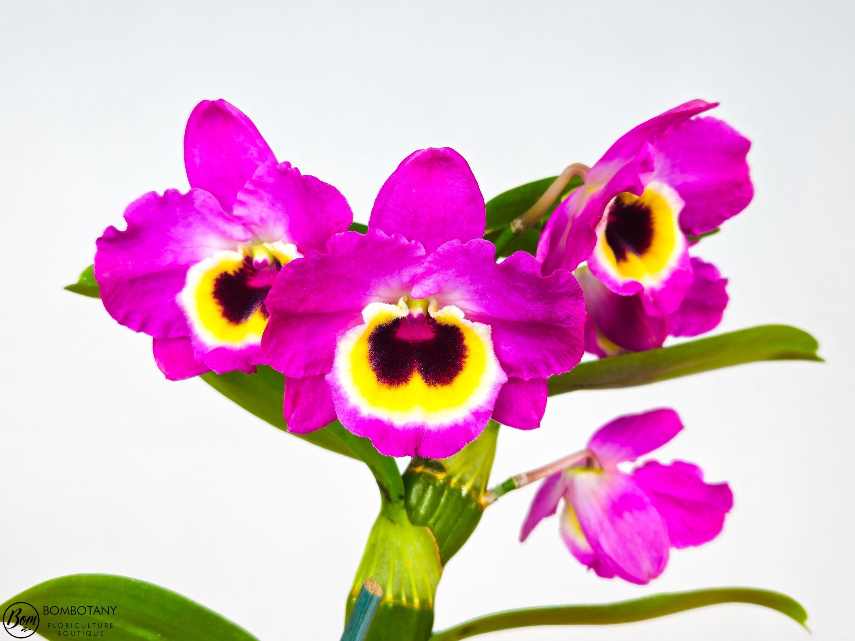 Fragrant Dendrobium Red Emperor 'Prince' IN BLOOM