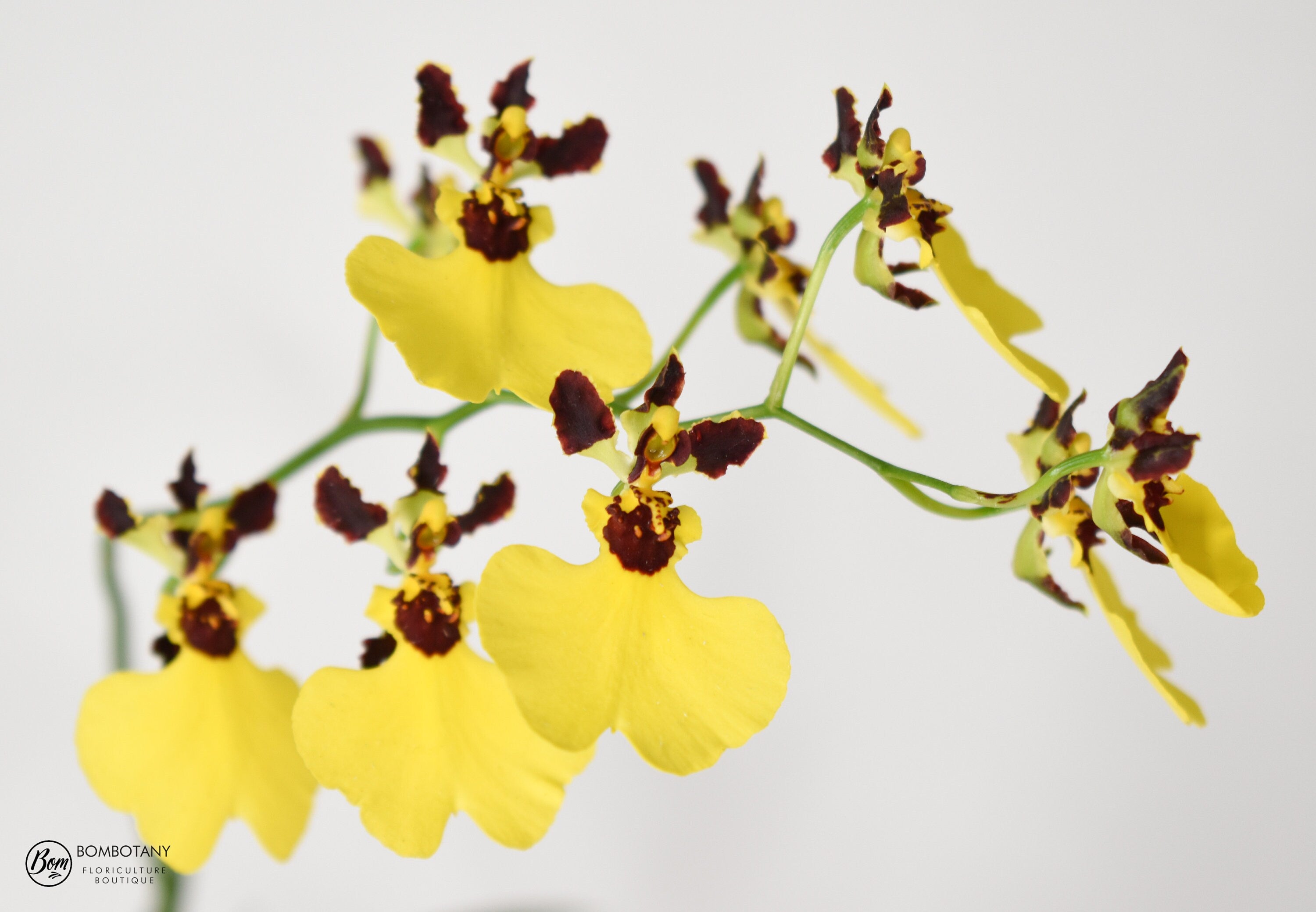 Mini Dancing Lady Oncidium Moon Shadow Tiger Tail