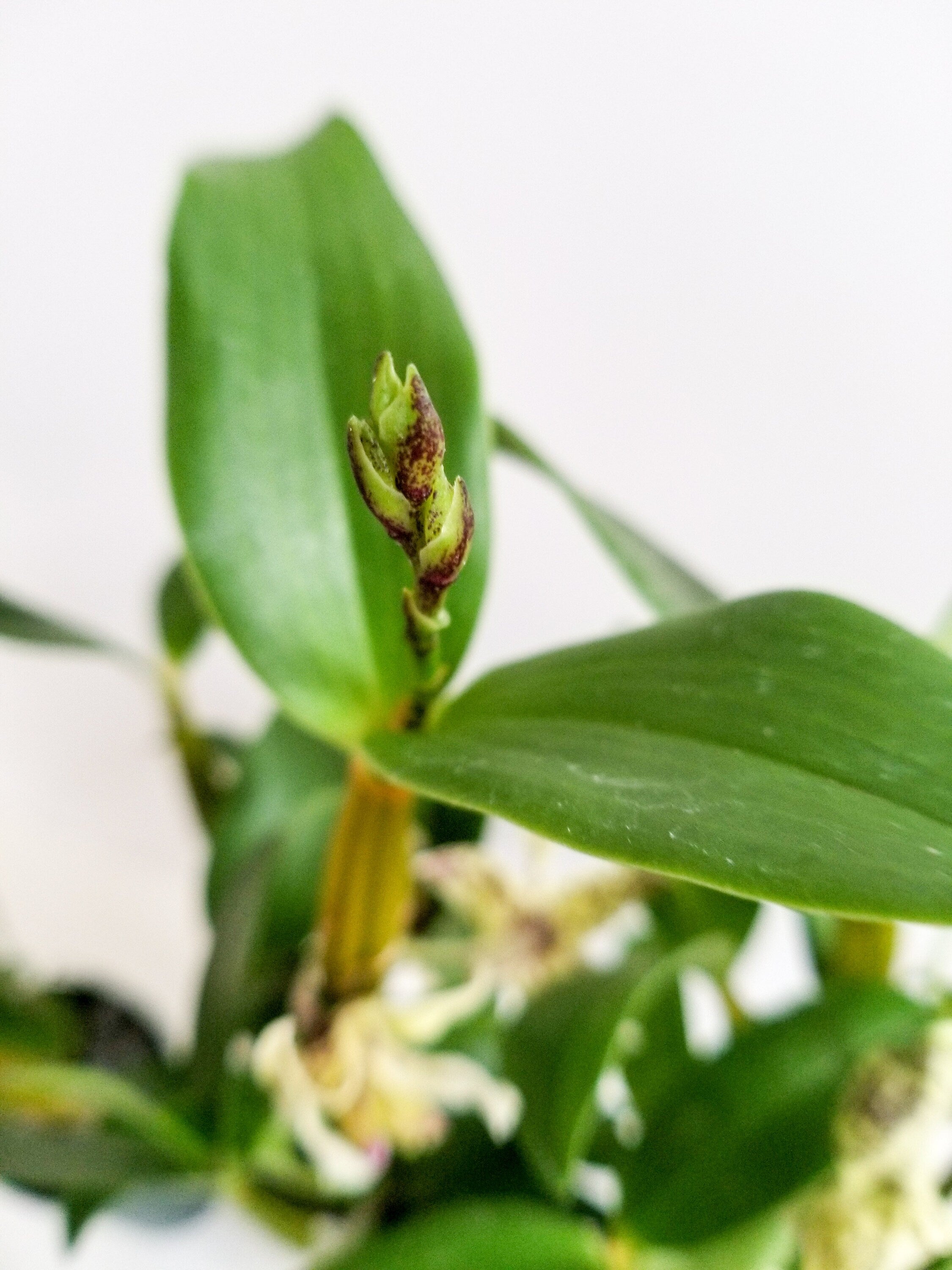 Fragrant Dendrobium Chocolate Chip