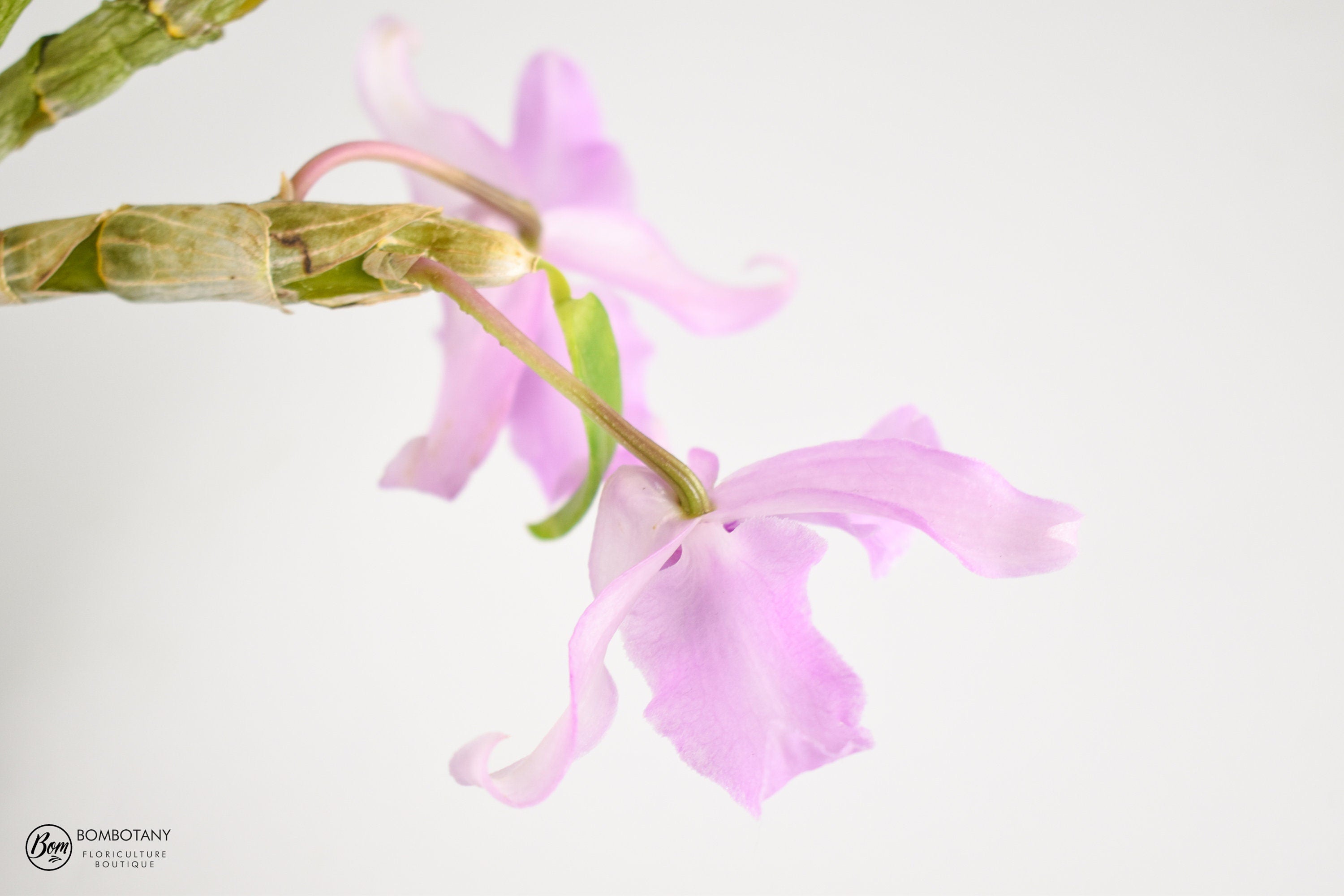 Dendrobium anosmum hybrid