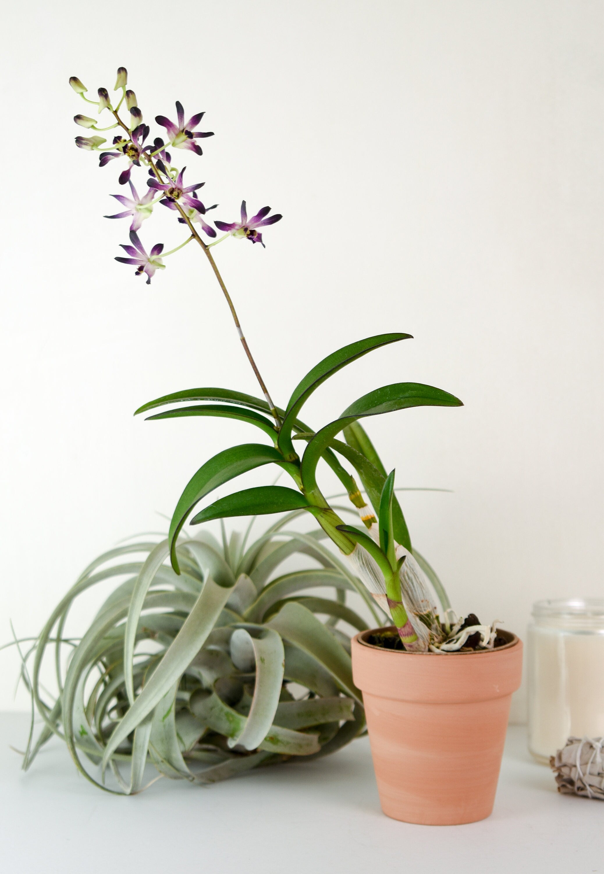 Semi-Antelope Type Dendrobium Blue Twinkle