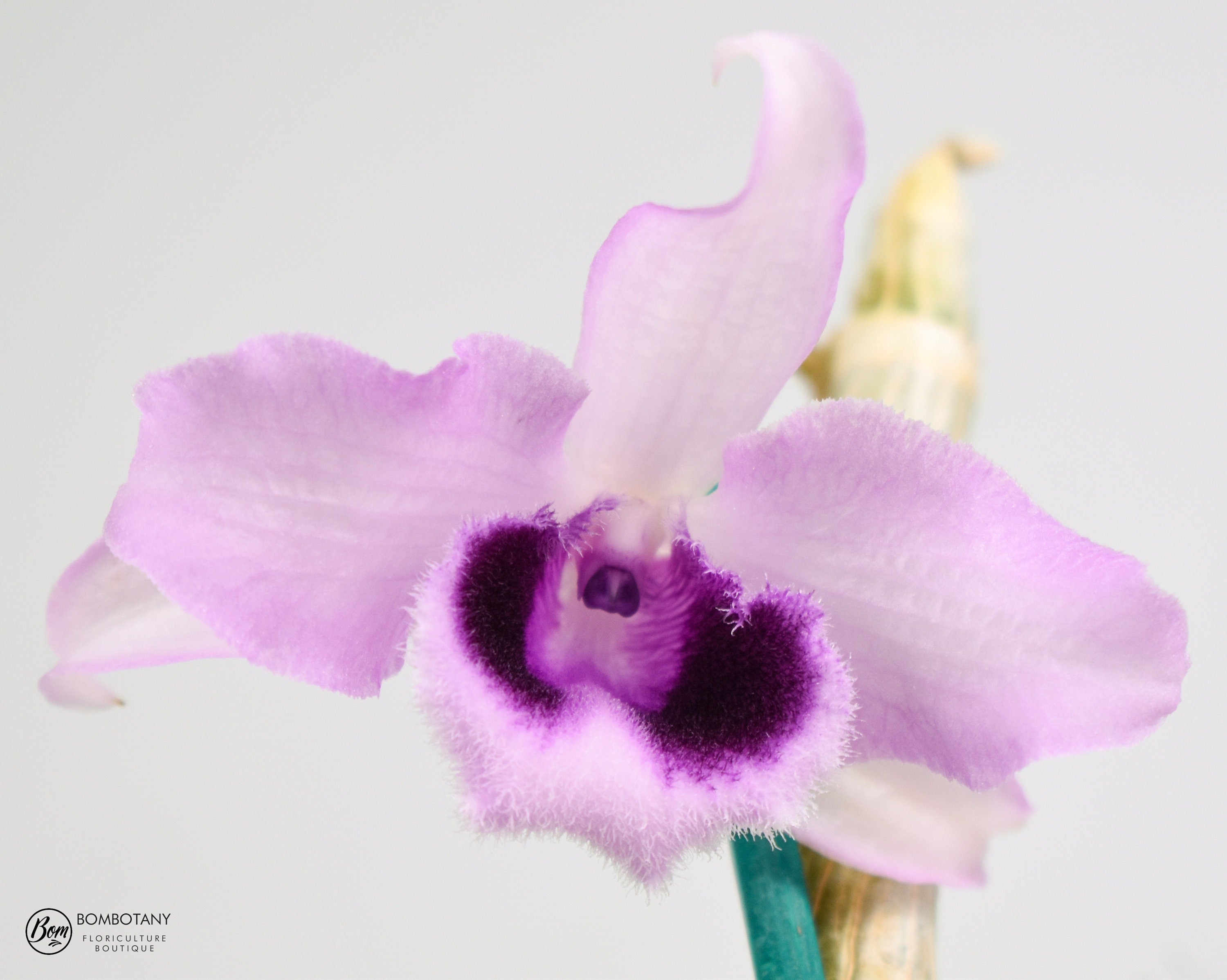 Fragrant Dendrobium anosmum