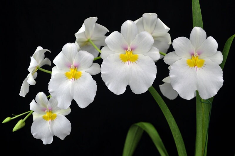 Fragrant Pansy Orchid Miltoniopsis Rene Komoda 'Pacific Clouds' IN SPIKE