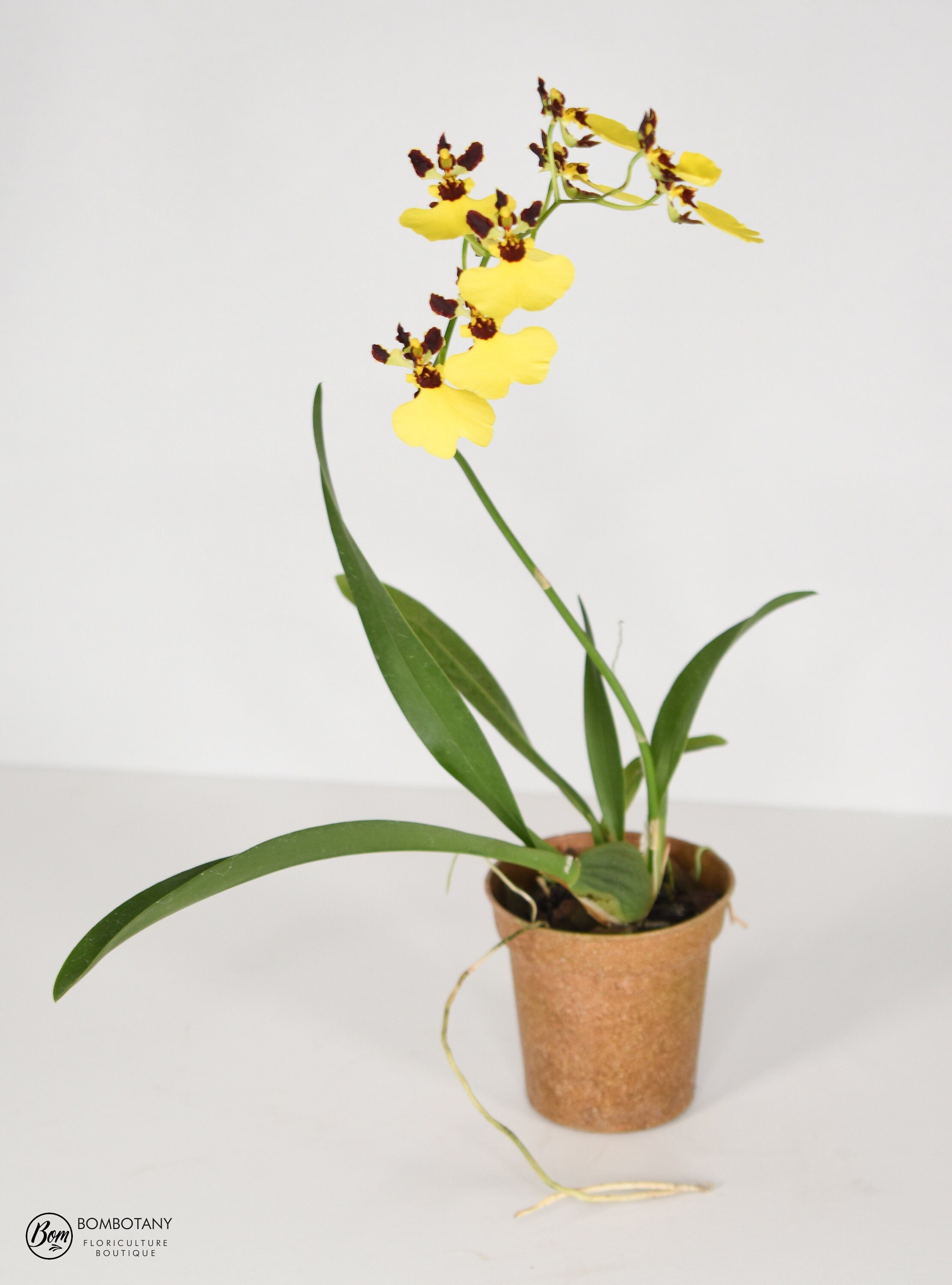 Mini Dancing Lady Oncidium Moon Shadow Tiger Tail