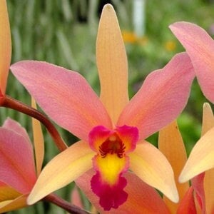 Laeliocattleya Santa Barbara Sunset 'Showtime'